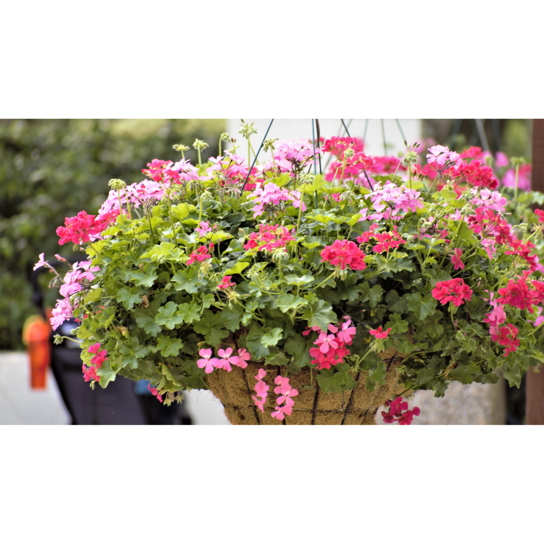 hanging basket 4.png