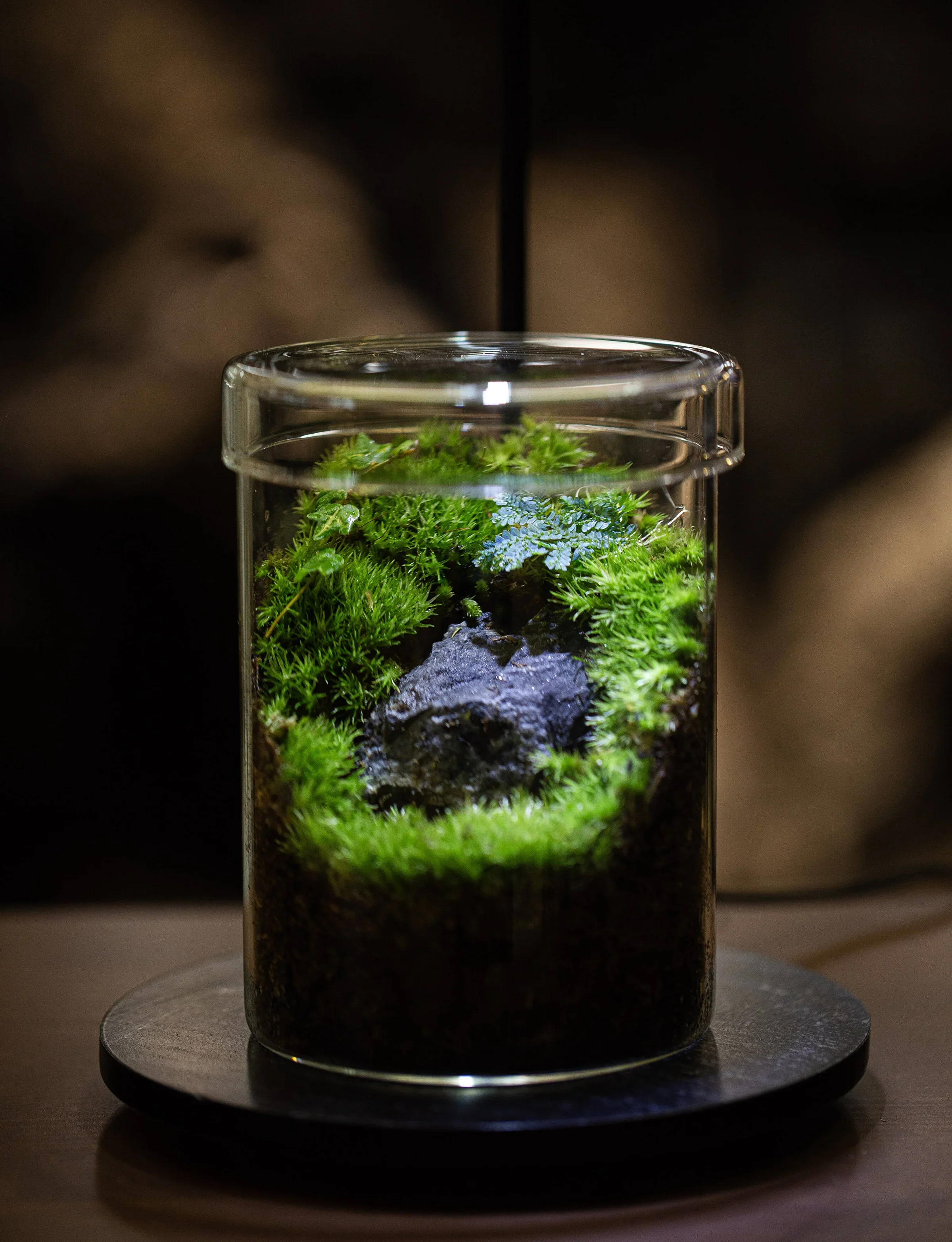 Make a Moss-Terrerium