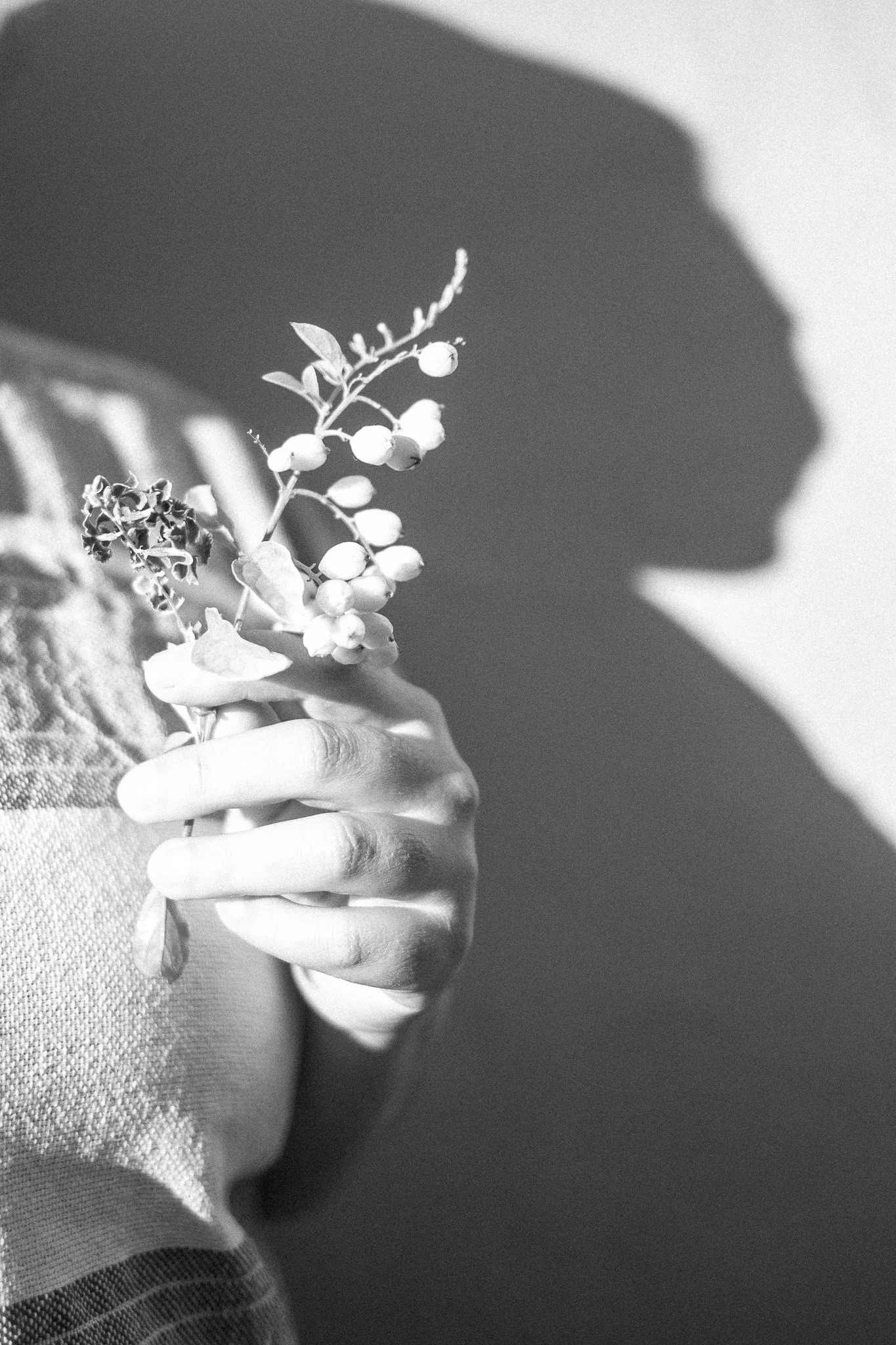 Velvet with flower, Oaxaca 2025