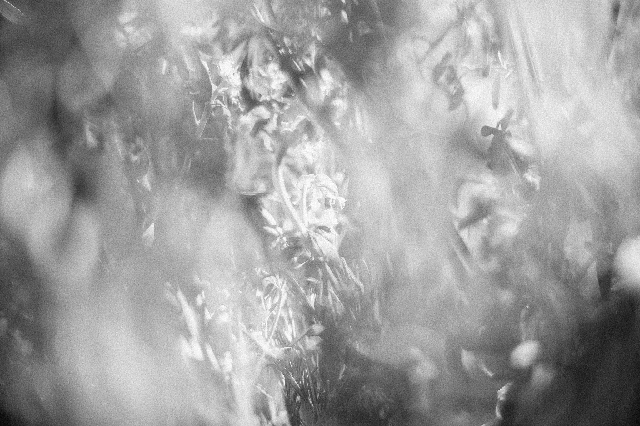 The flowers by my window, Oaxaca, 2025