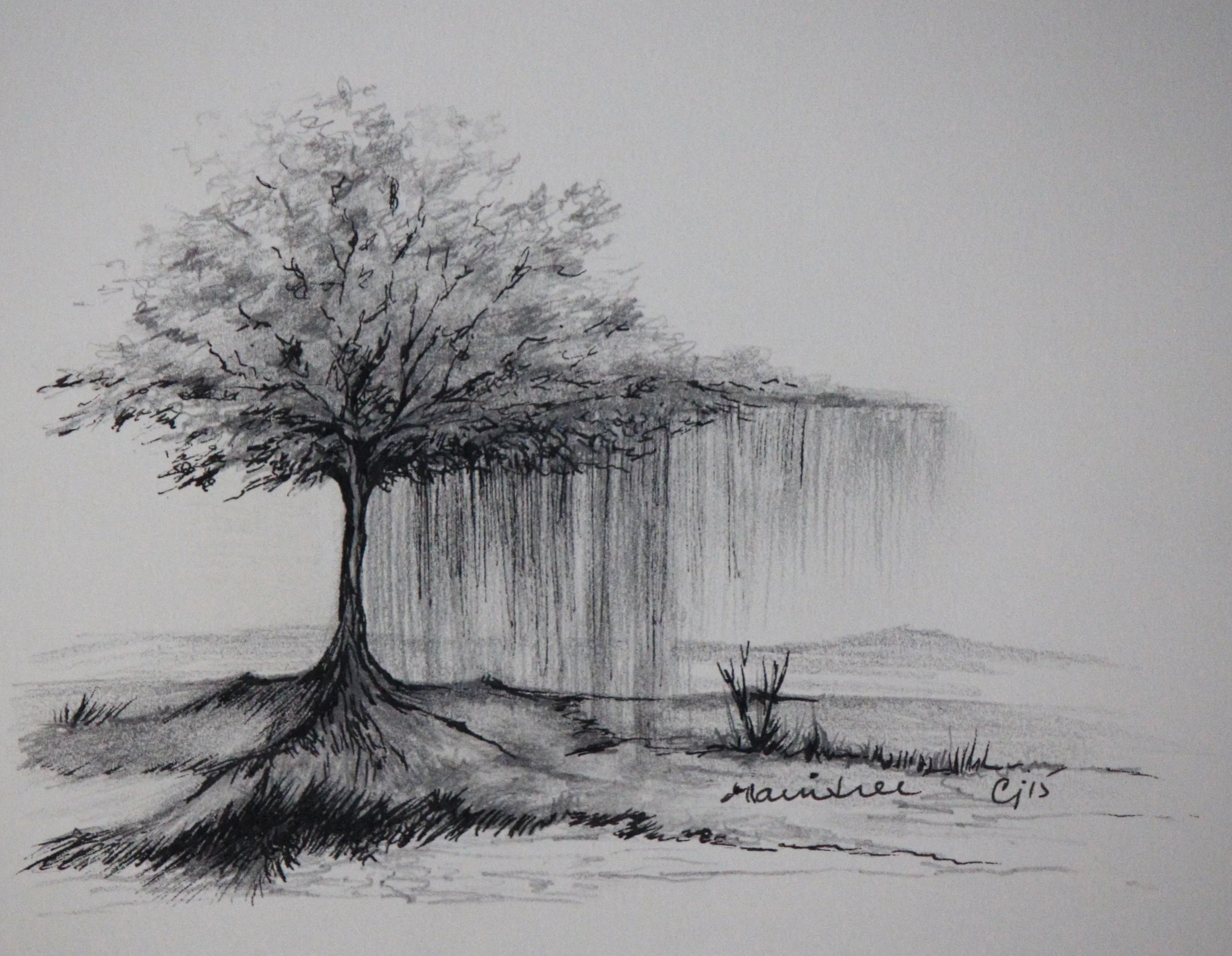 "Rain Tree" 8x8" framed graphite and ink on paper $225 CAD 2015