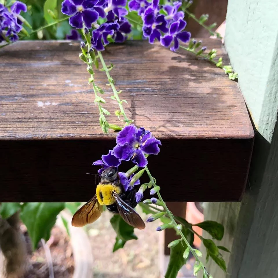 bumblebee.jpg