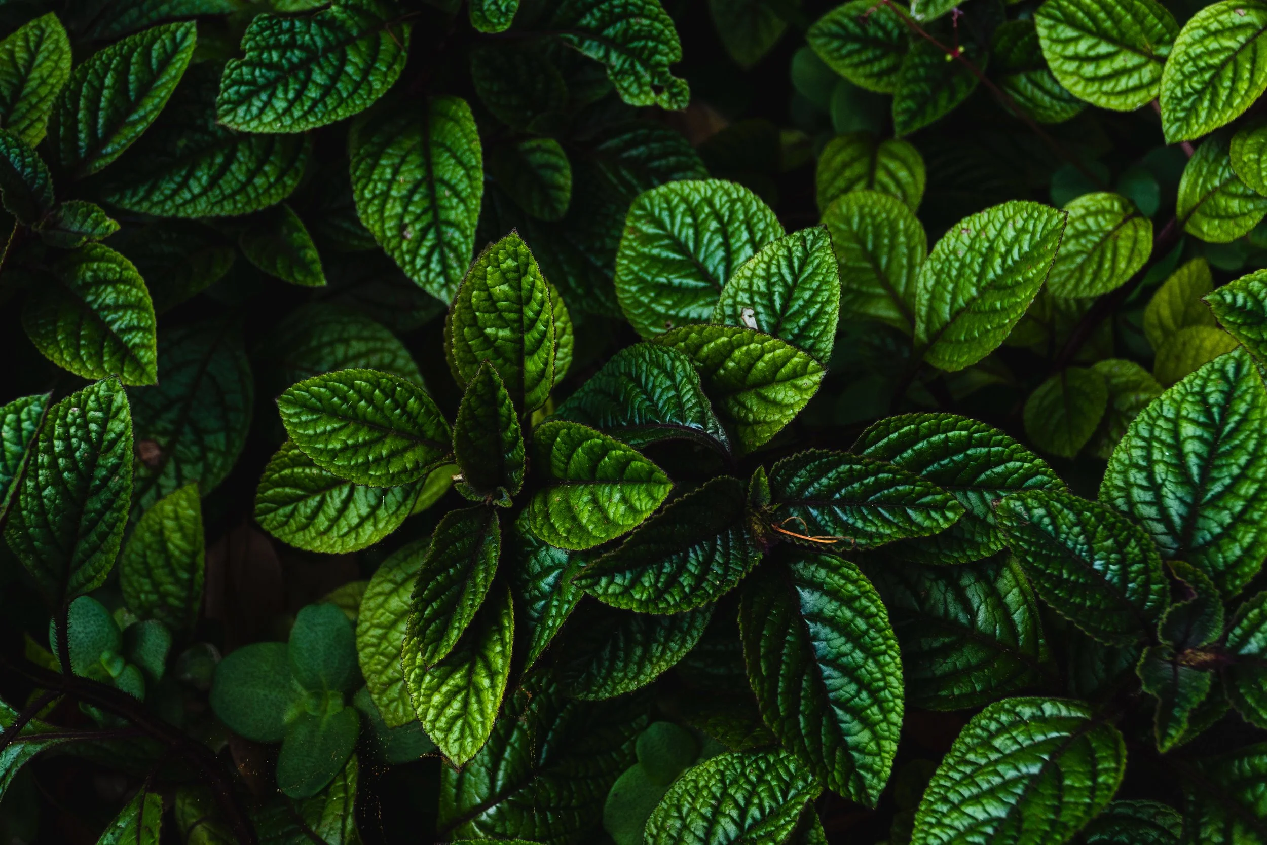 josefin-3TFvE51aVqA-unsplash.jpg
