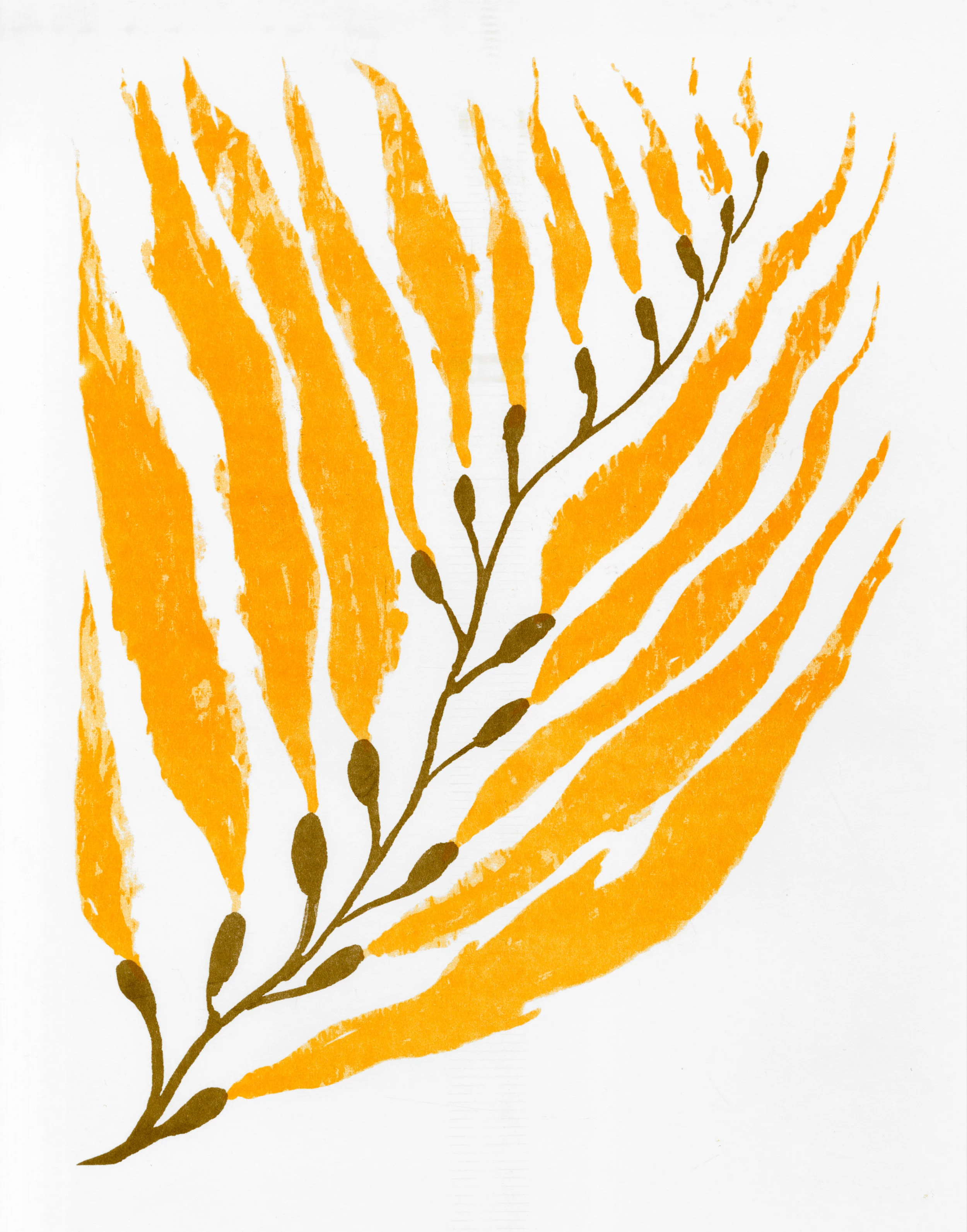 Kelp RISO Print