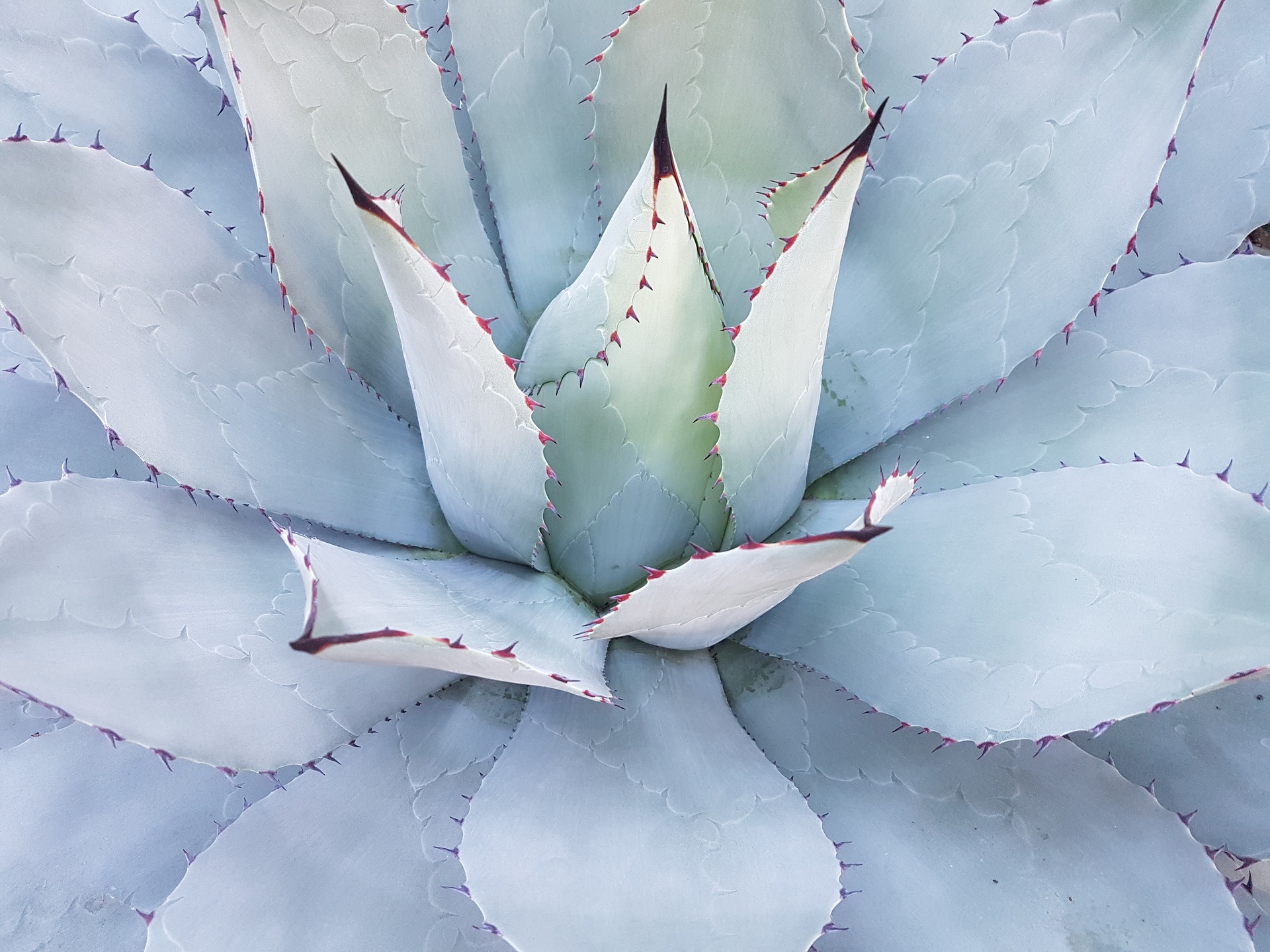 cactus-1750940_1920.jpg
