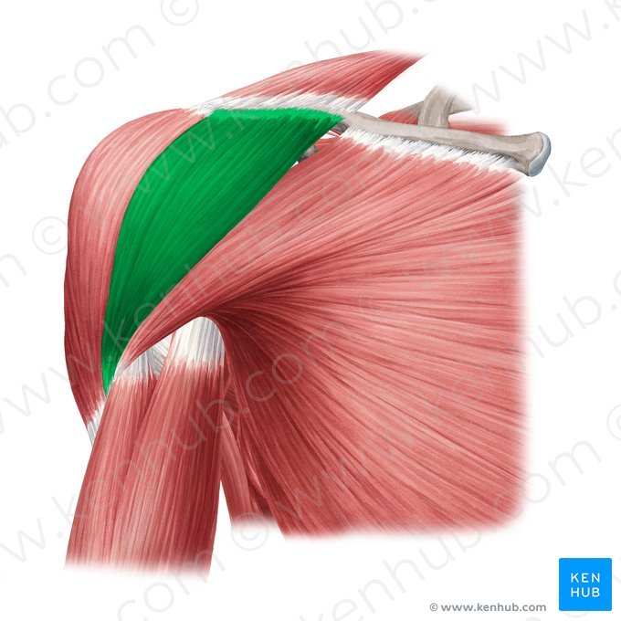 anterior deltoid