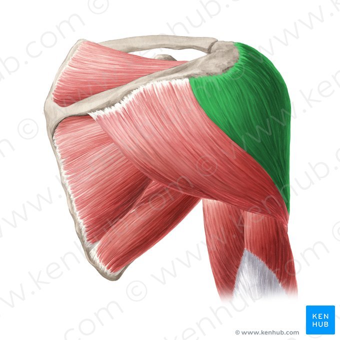 lateral deltoid