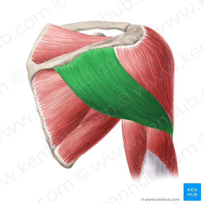 posterior deltoid