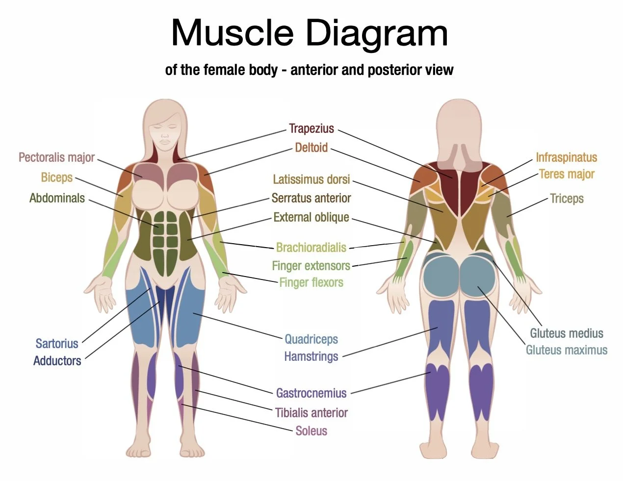 **female muscles chart updated feb 2022.jpg