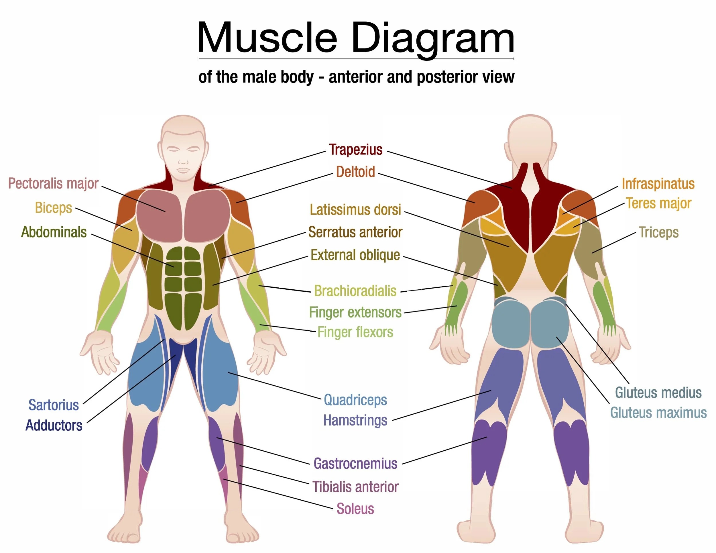 male muscle chart updated feb 2022.jpg