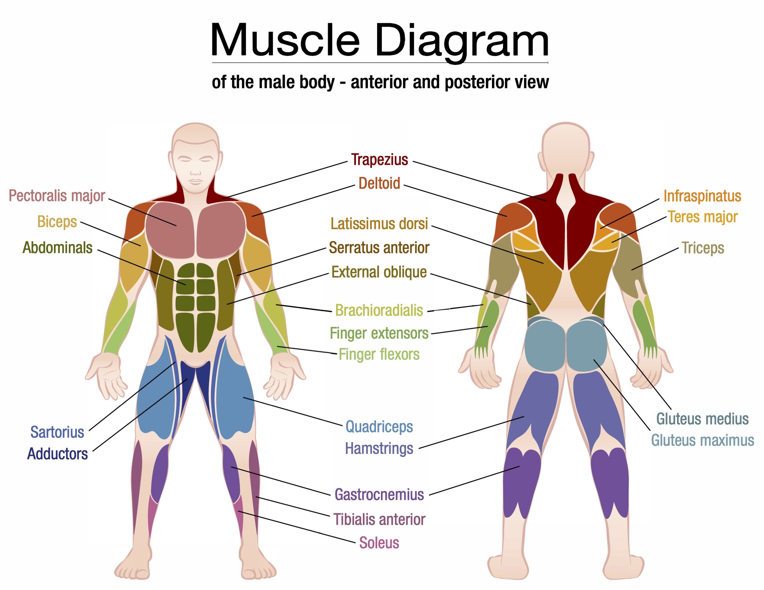 4 Muscle Groups – Muscle Groups Examples – TEFCP