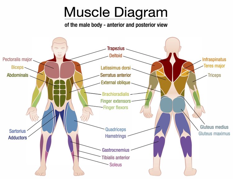 Know Your Muscles — Jaydigains