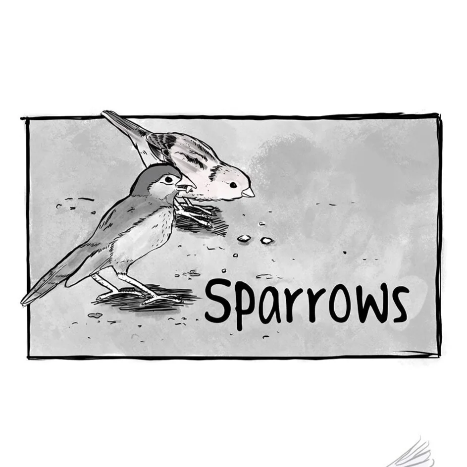 Sparrows