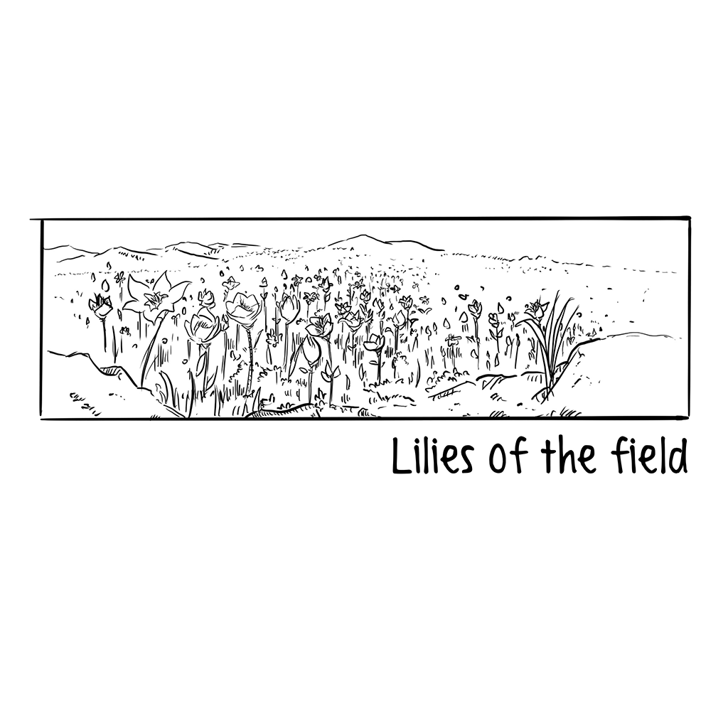 Lilies of the field