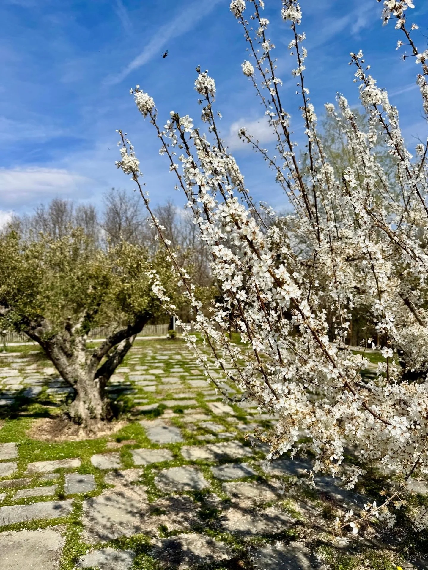 Everything just feels a little softer here 🌼

&bull; Agramada Treehouse &bull; 

#bloomseason #uniquehotels #naturelovers #springescape #halkidiki