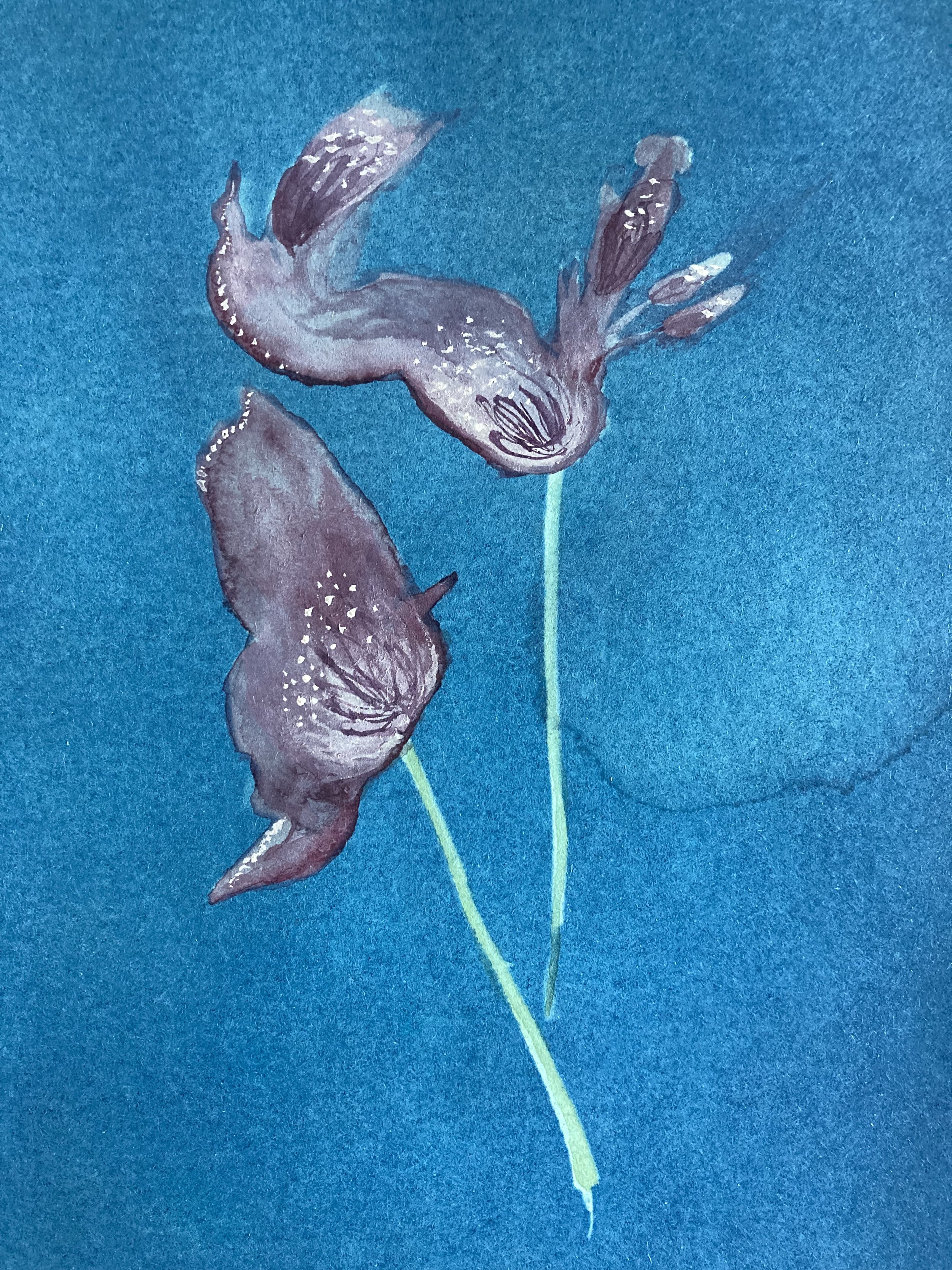 Cyanotype of pressed flowers with watercolour detail