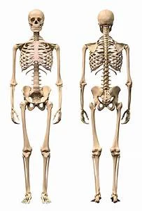 What we look like inside