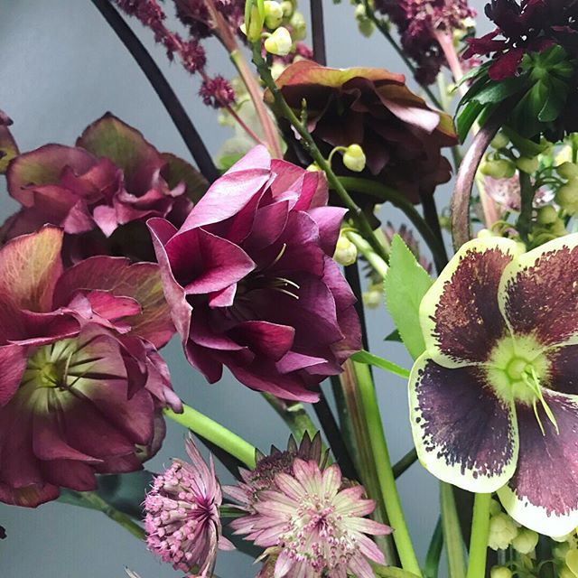 Hellebore close up. .
.
.
.
#flowersofinstagram #nycflorist #nyfloraldesigner #hellebore