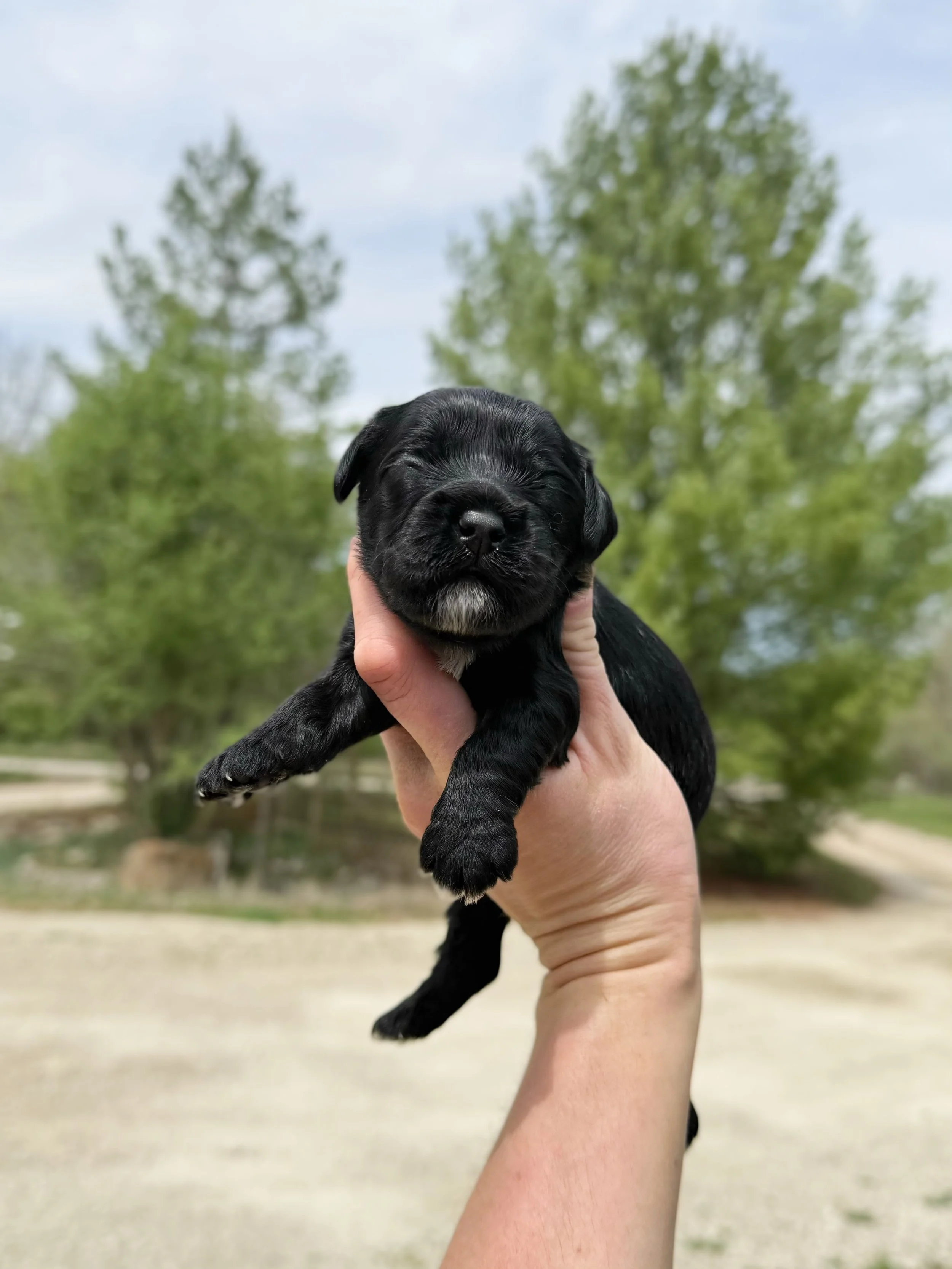 black cockapoo puppy