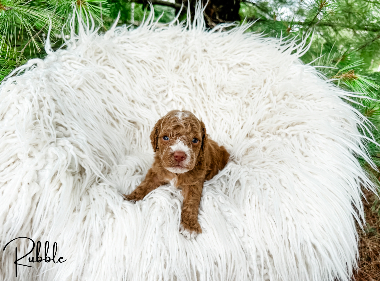where to find labradoodle puppies for sale