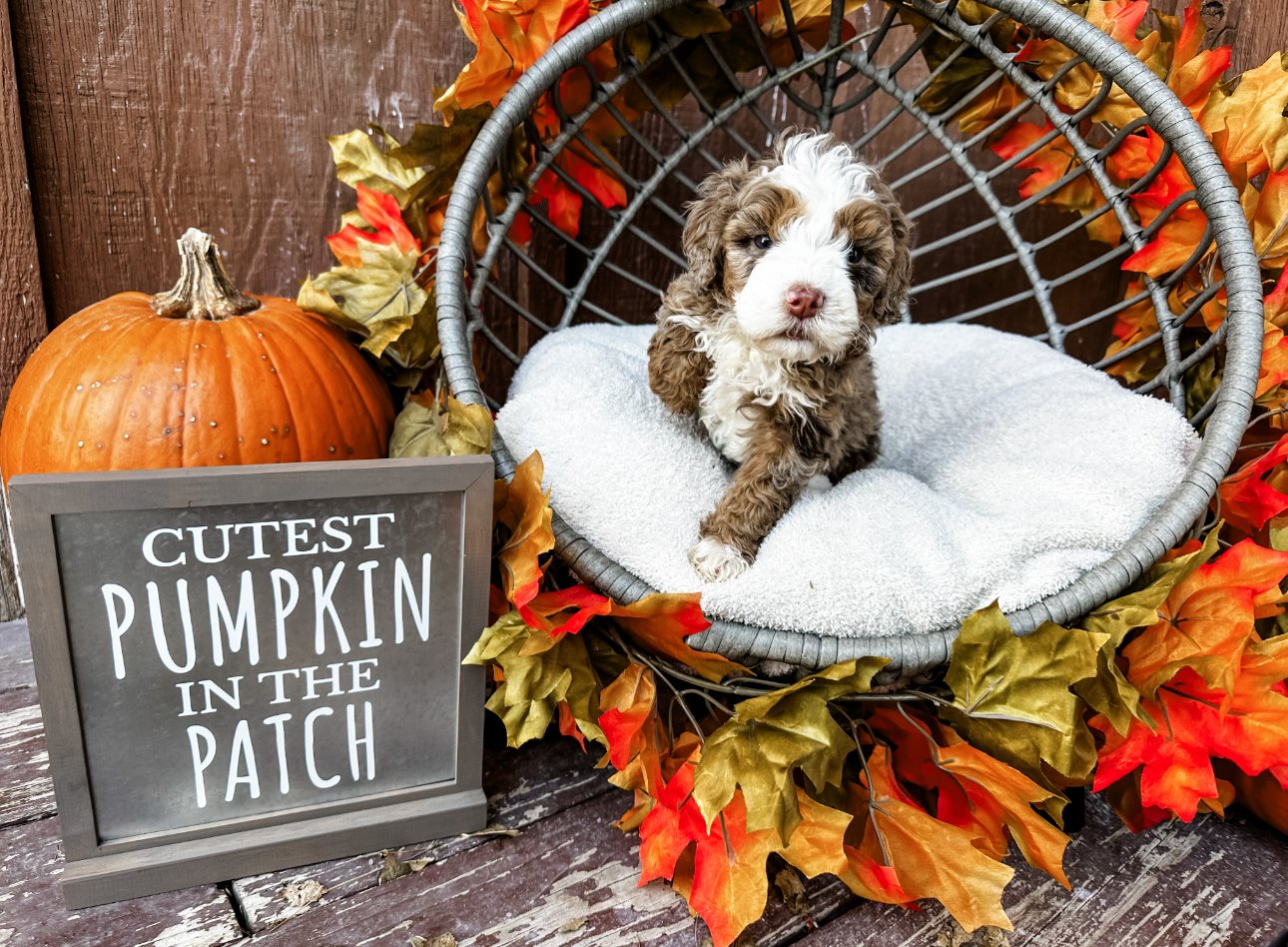 top aussiedoodle breeders