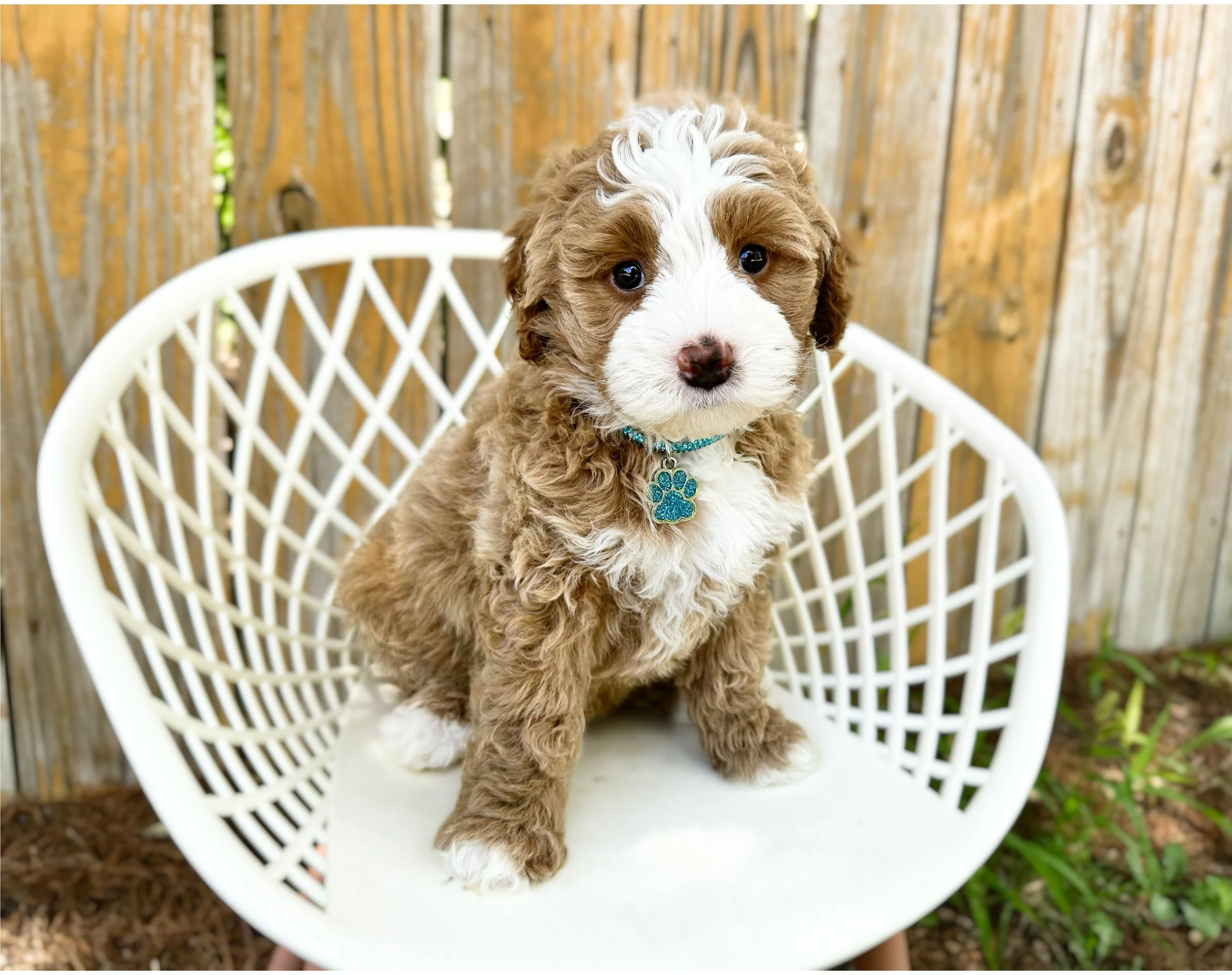 mini ultra bernedoodle