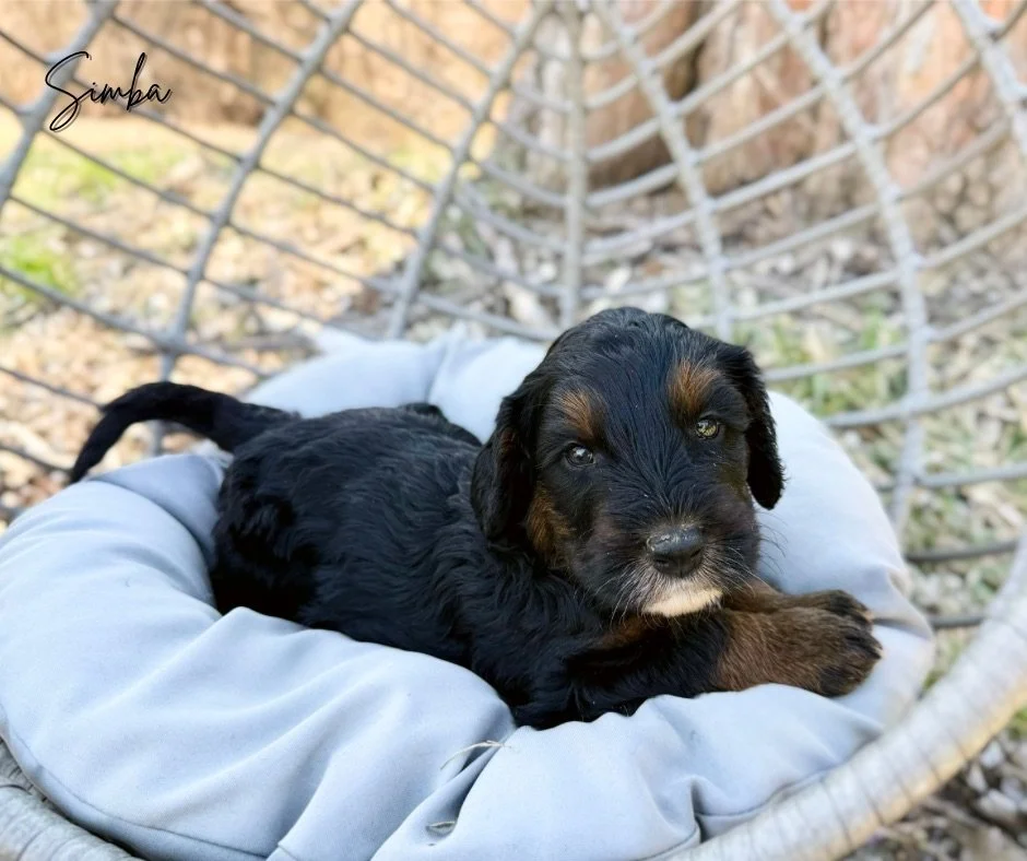 standard bernedoodles for sale