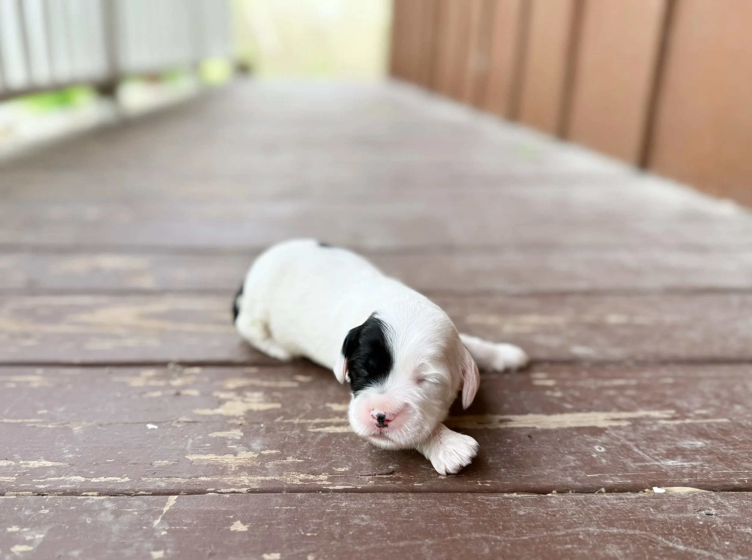how big do mini labradoodles get