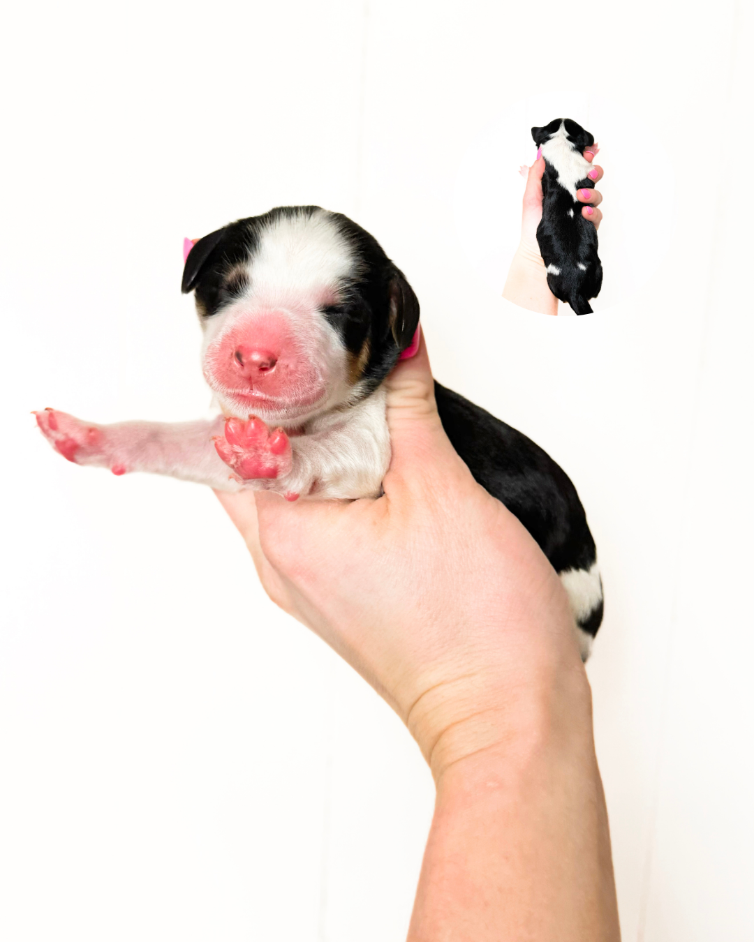 standard bernedoodles for sale near me