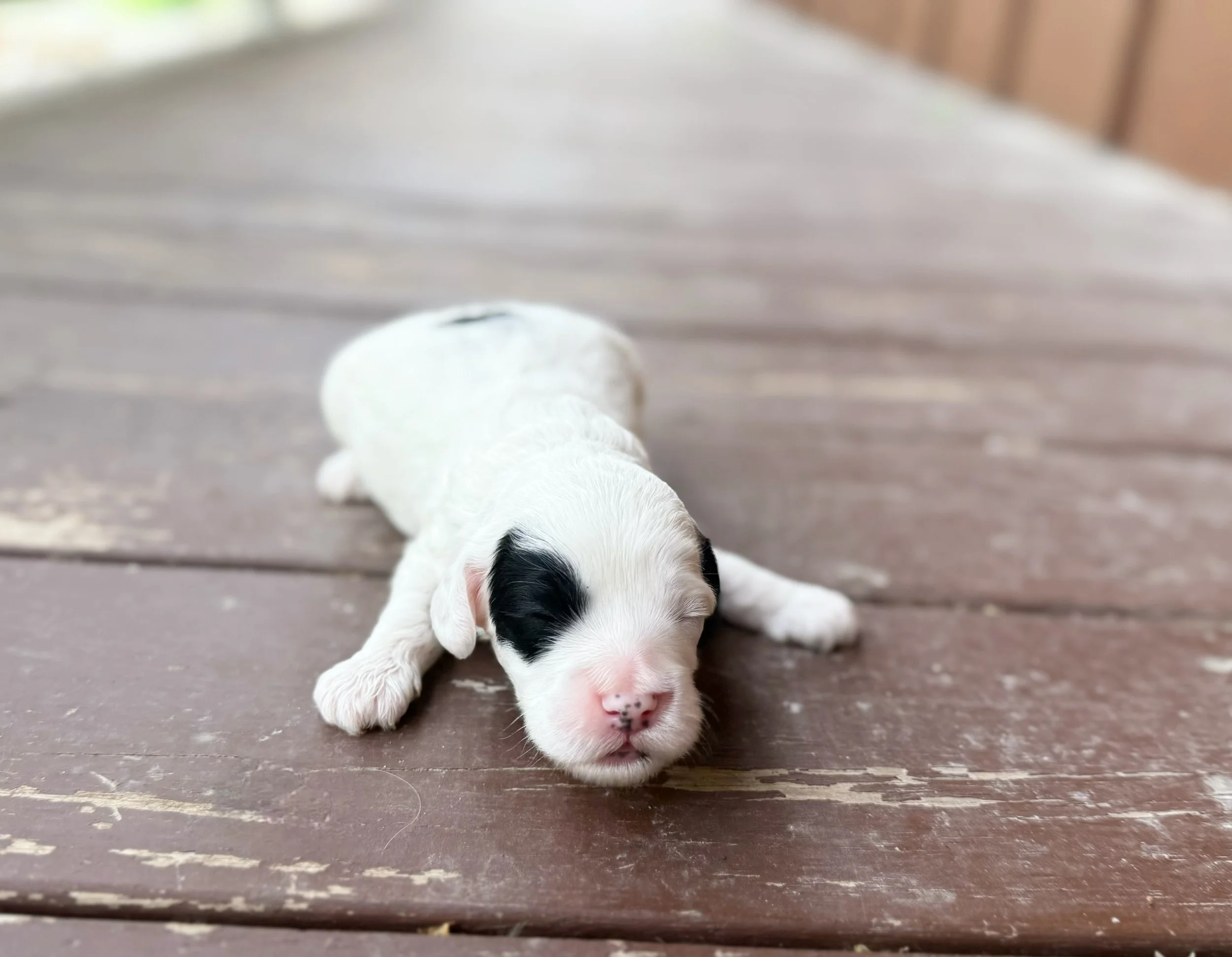 parti doodles for adoption