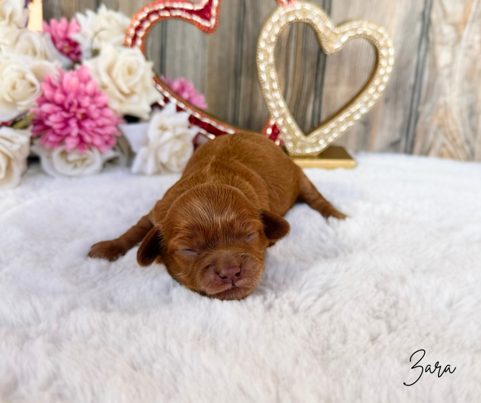 best cavapoo breeders near me