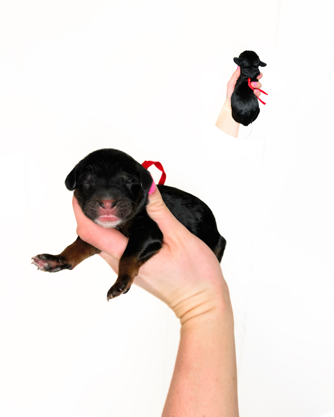 standard doodle puppies available near me