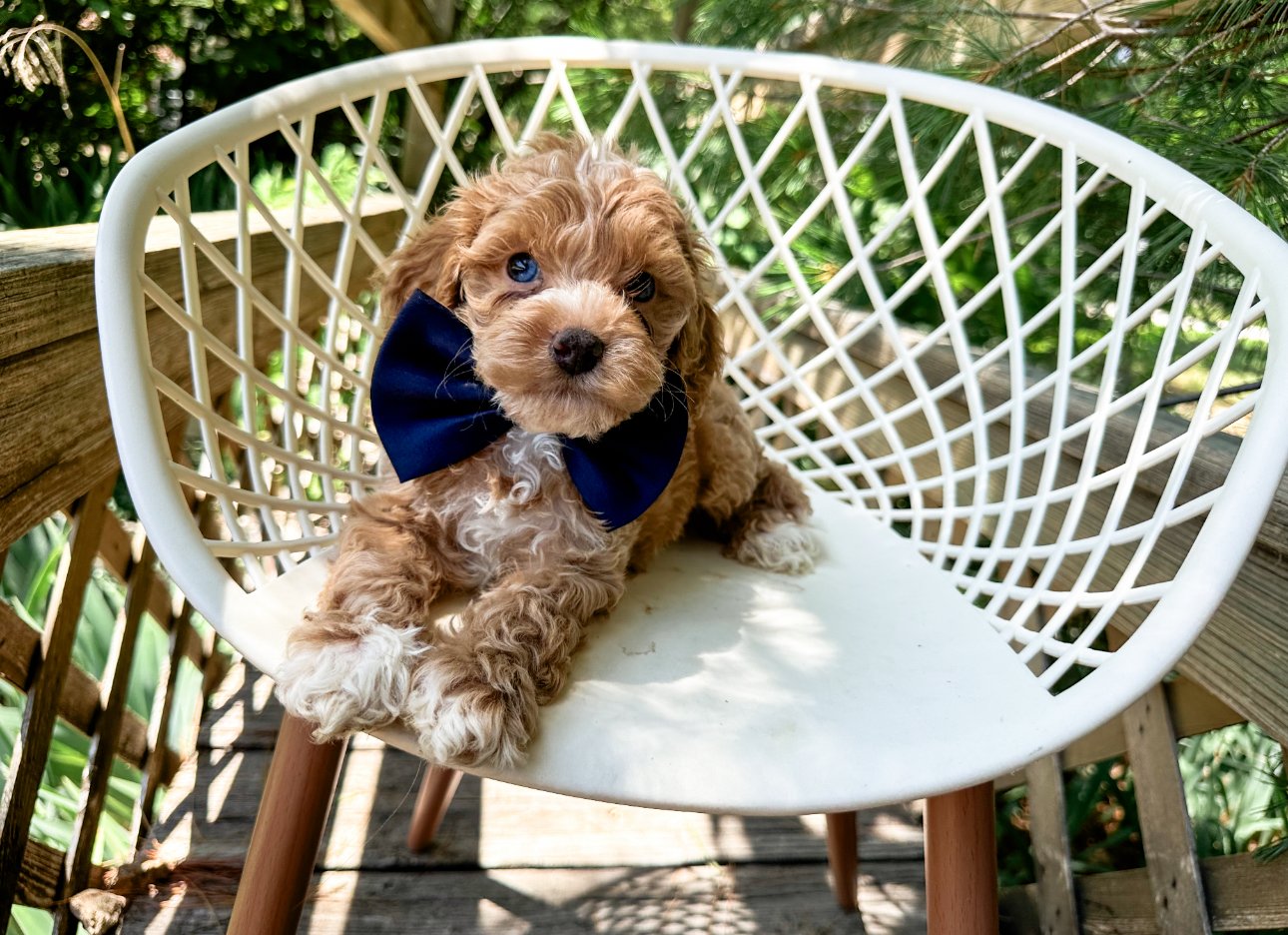 blue eyed australian labradoodle puppy