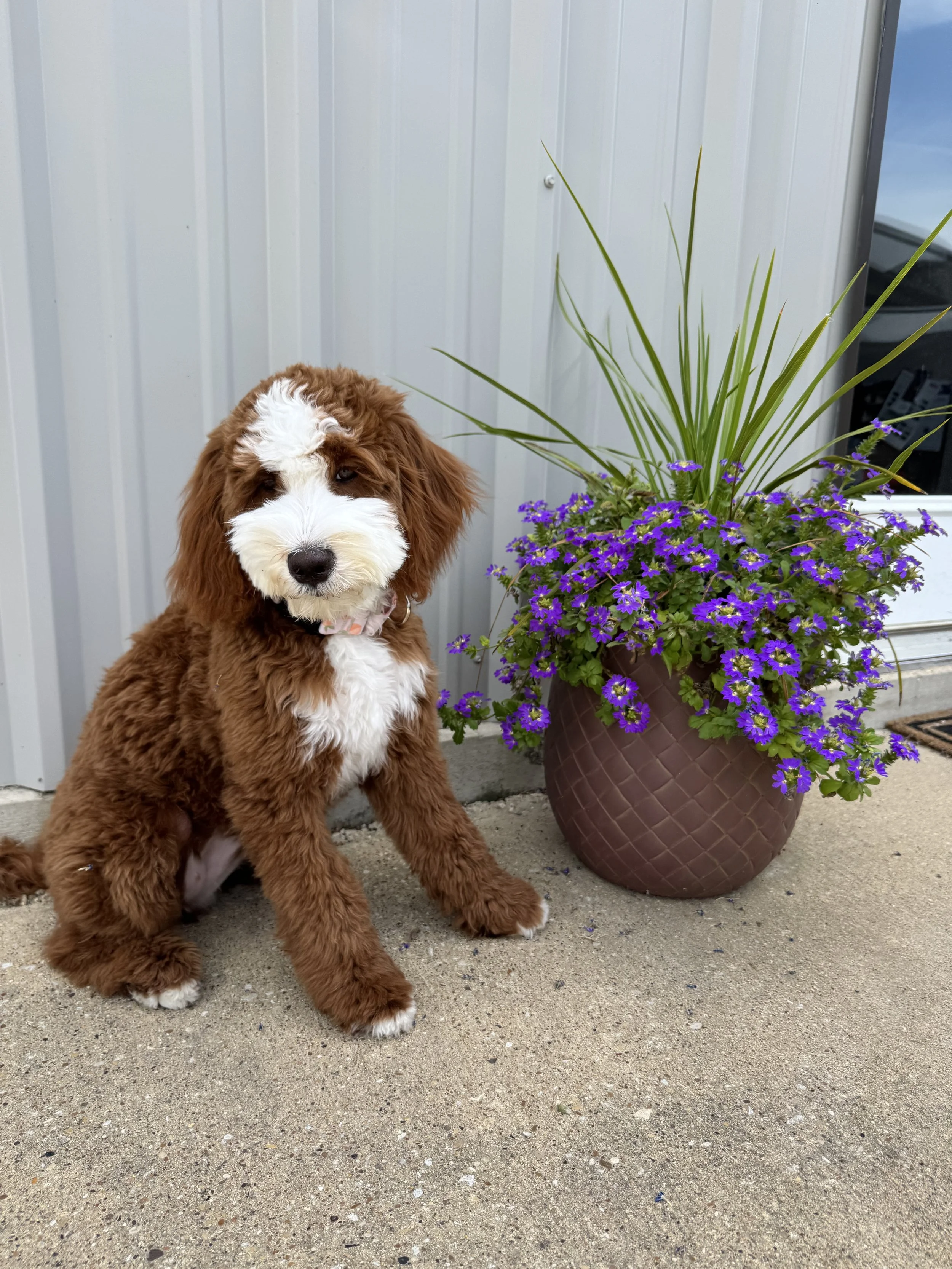 intense red bernedoodle rufus