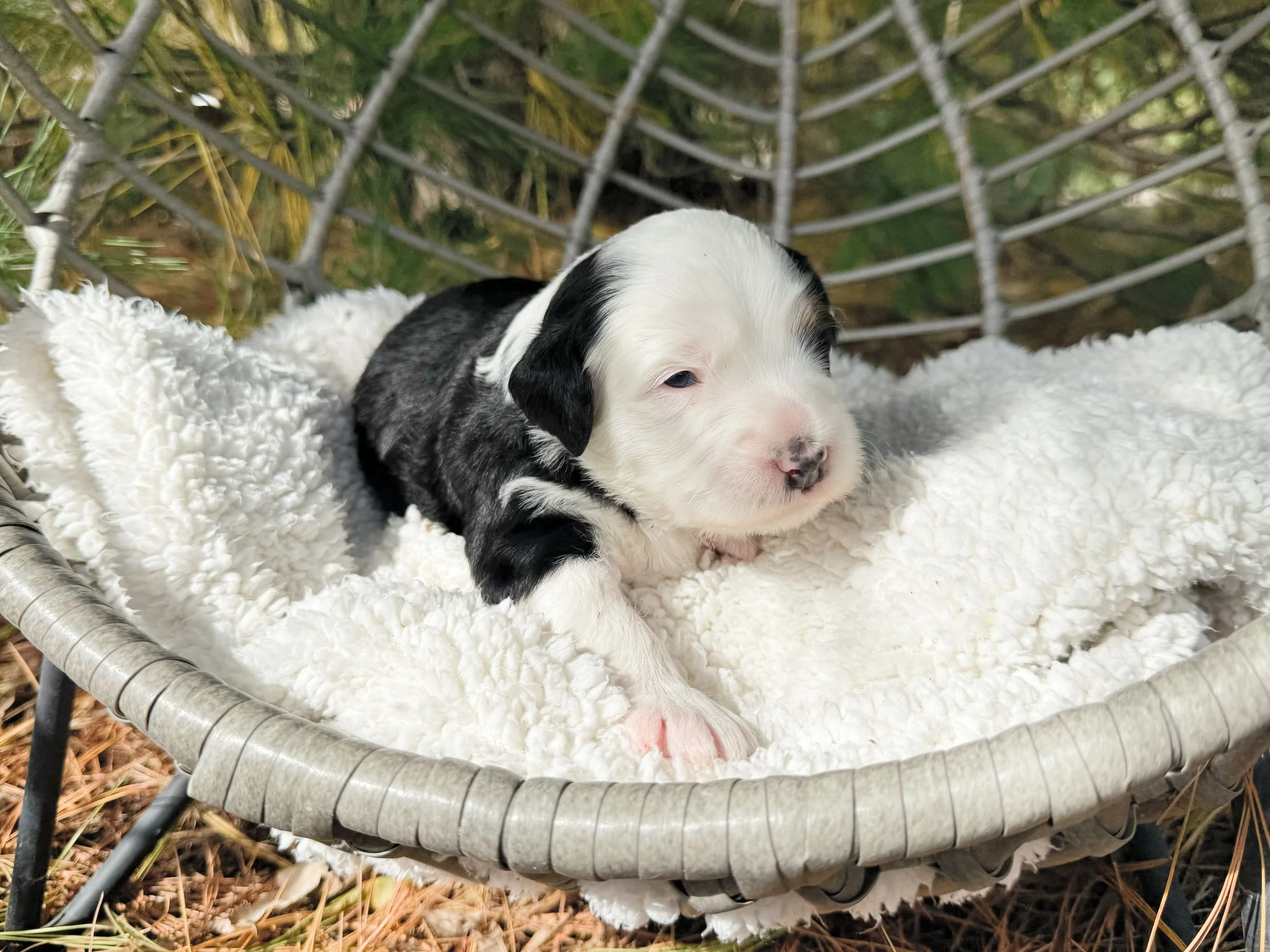 unfurnished bernedoodle breeder