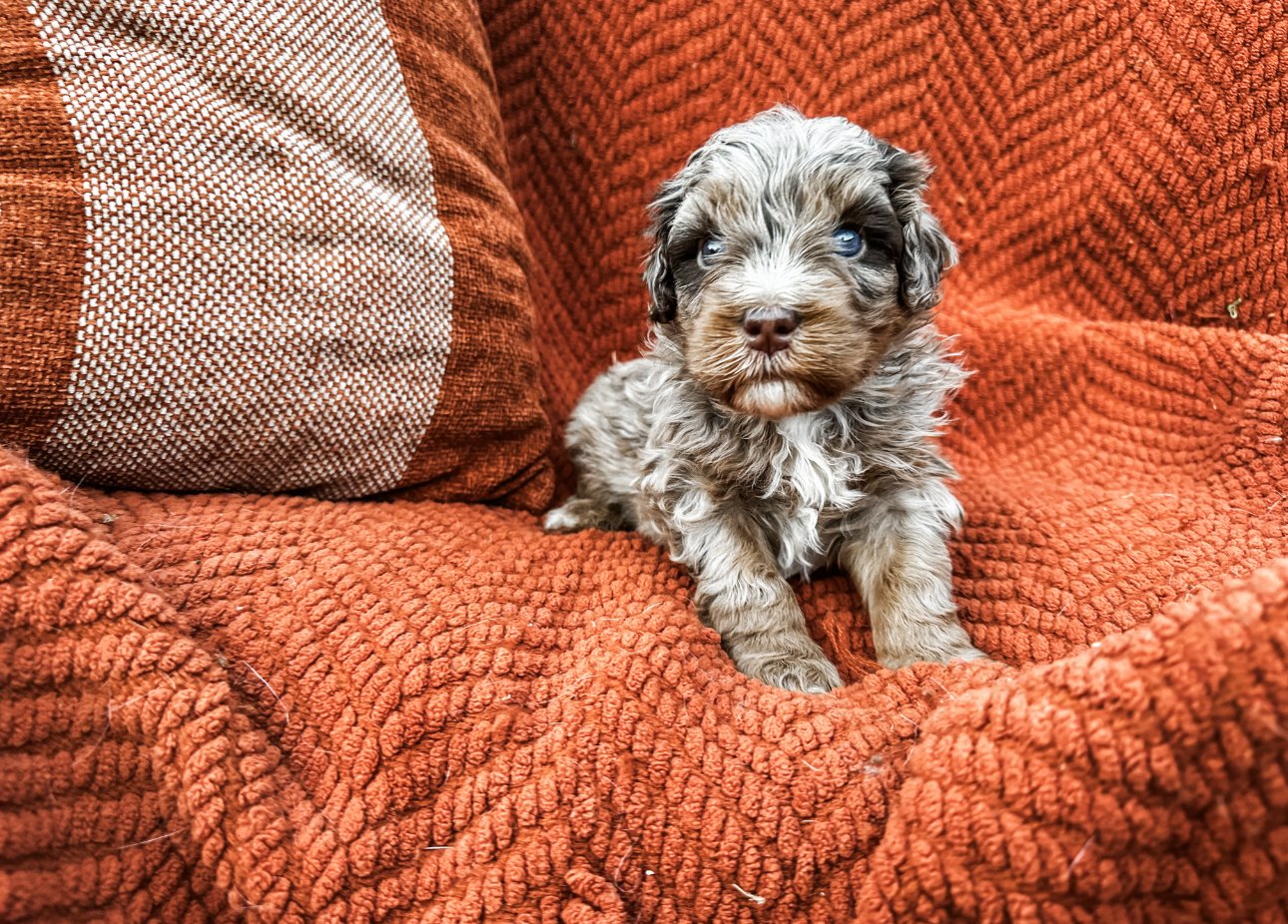 australian mountain doodle breeders