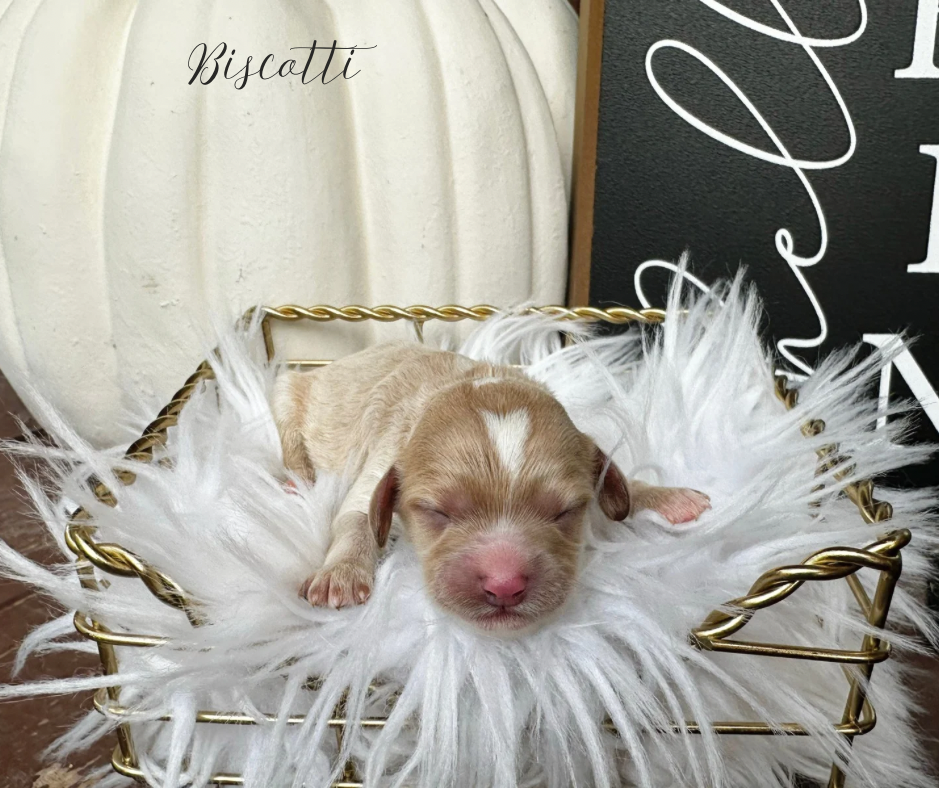 cavapoo breeders in the midwest