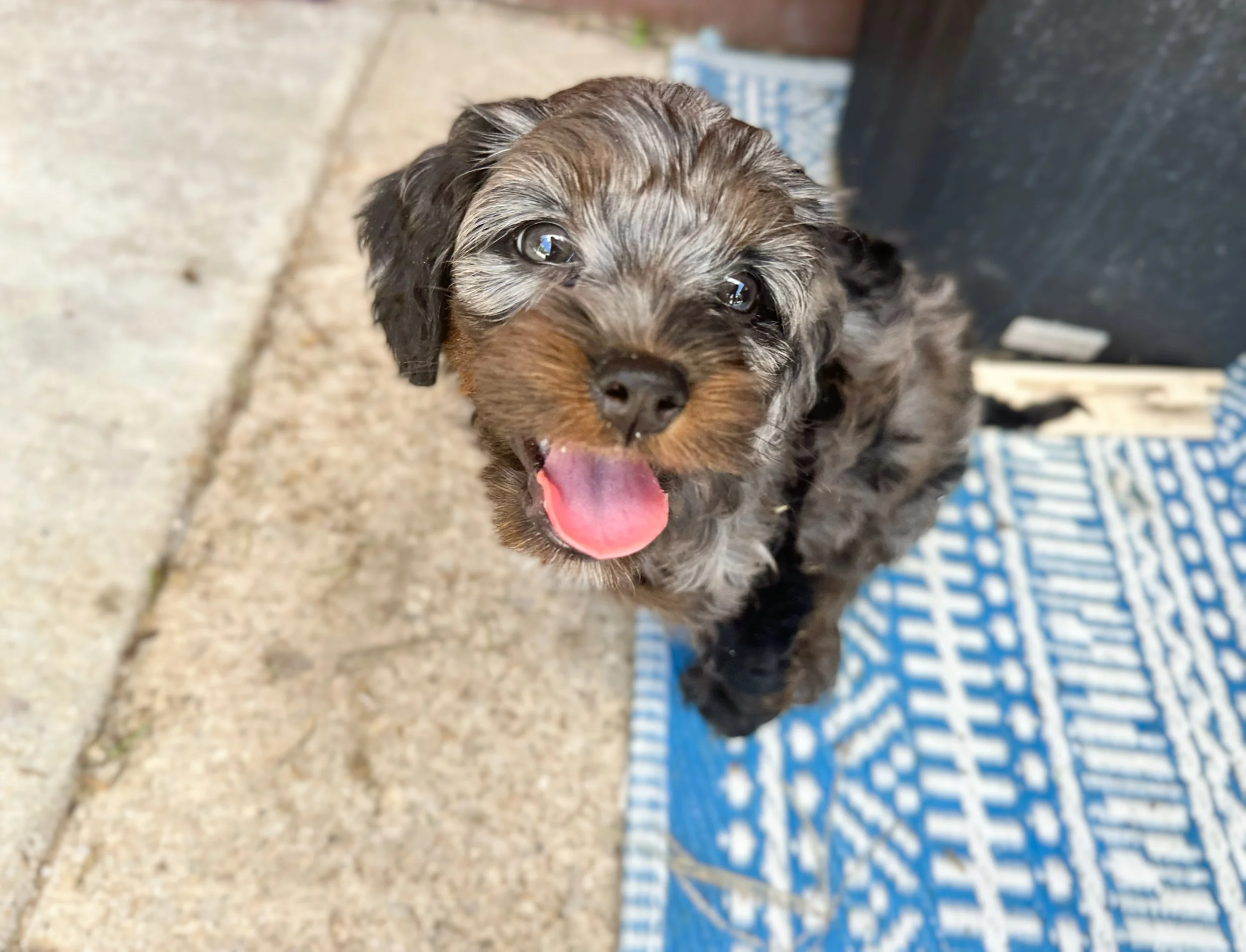 cute merle doodle puppies