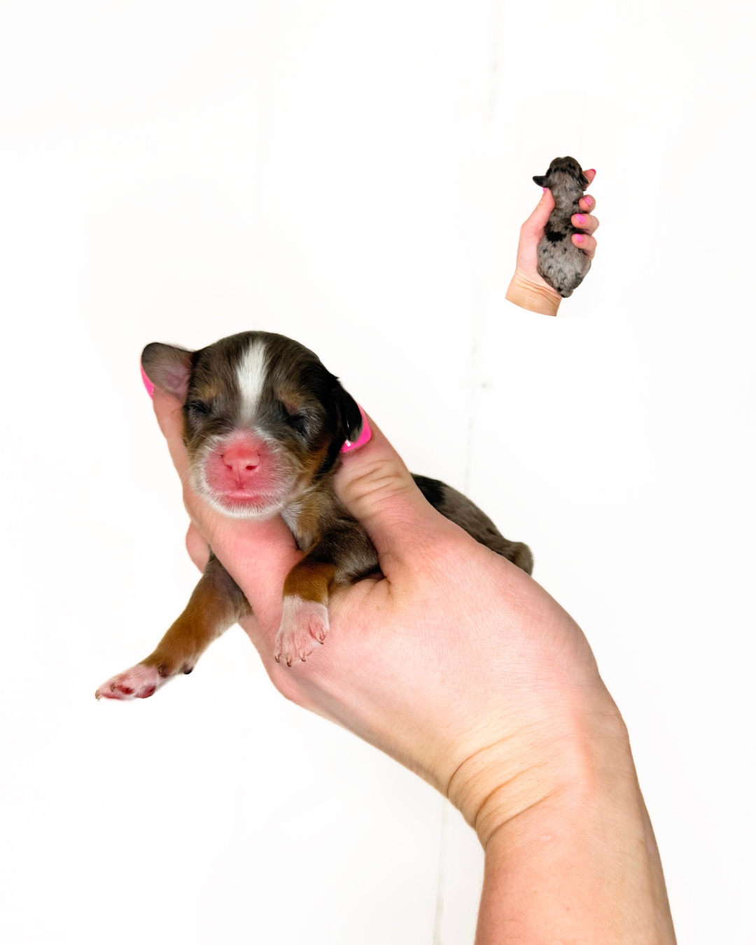 doodle breeders near me