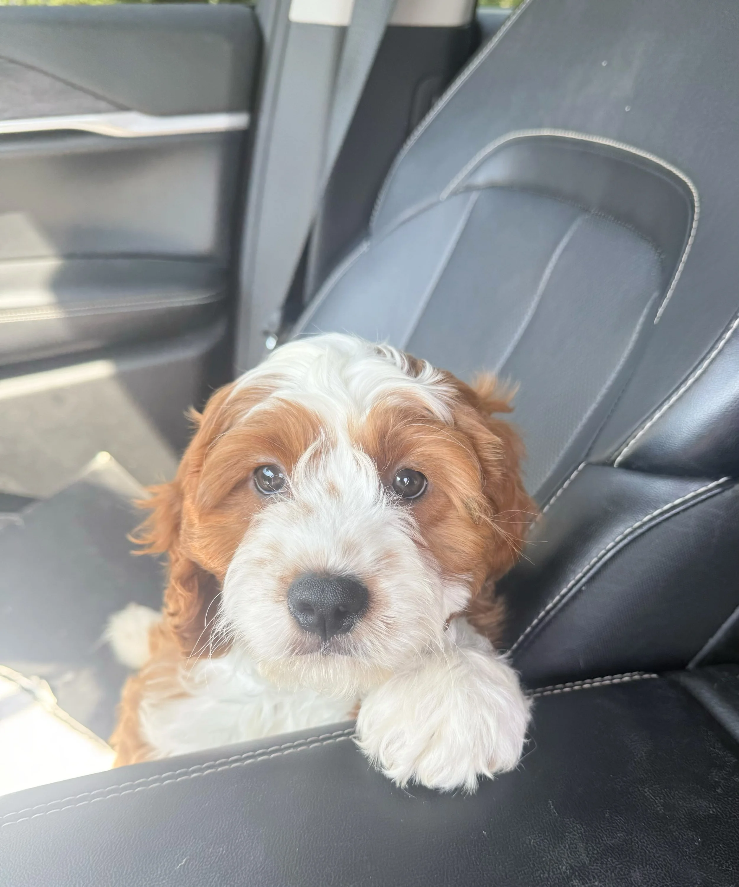 cuddle cavapoo breeder