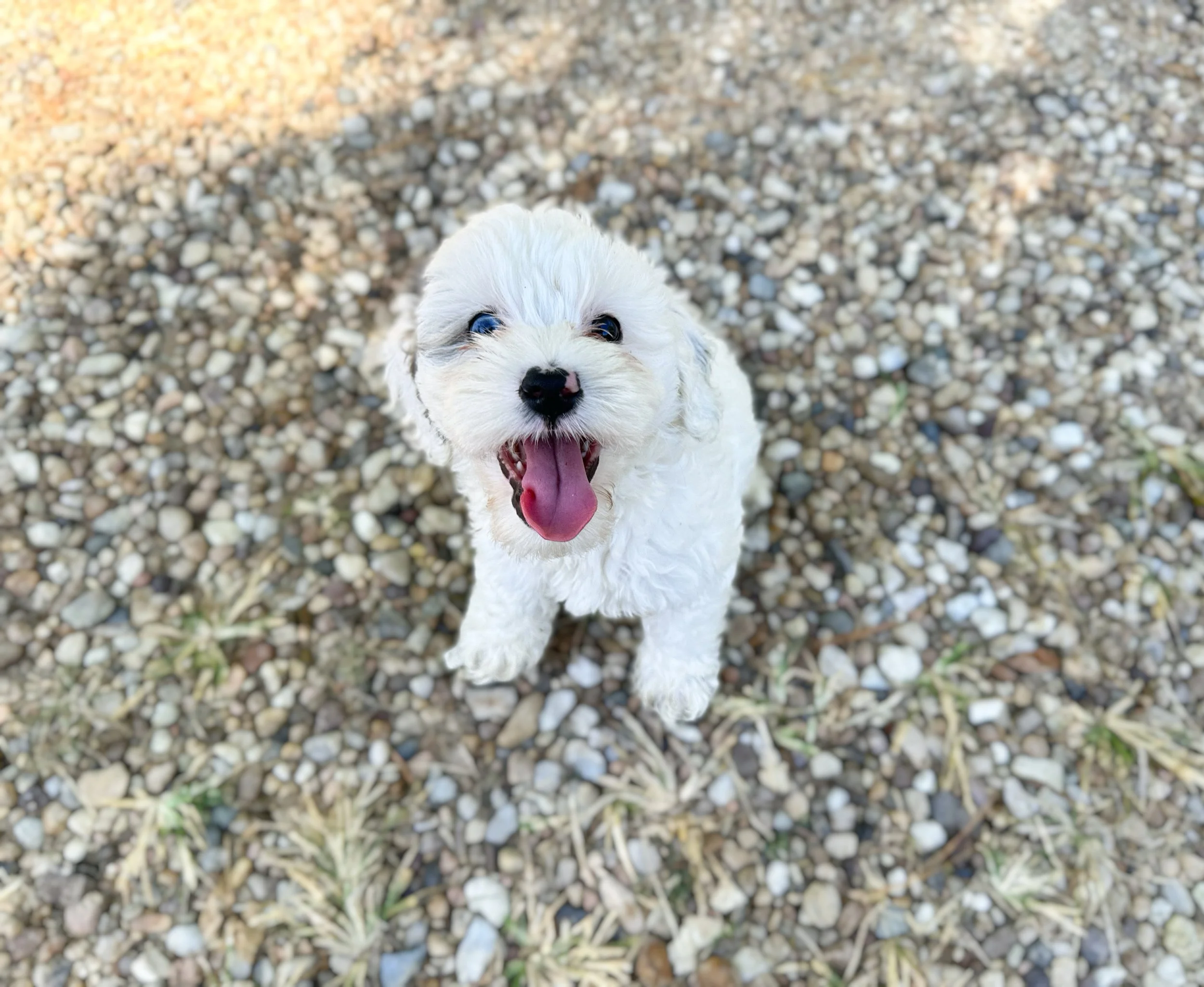 extreme merle parti labradoodle