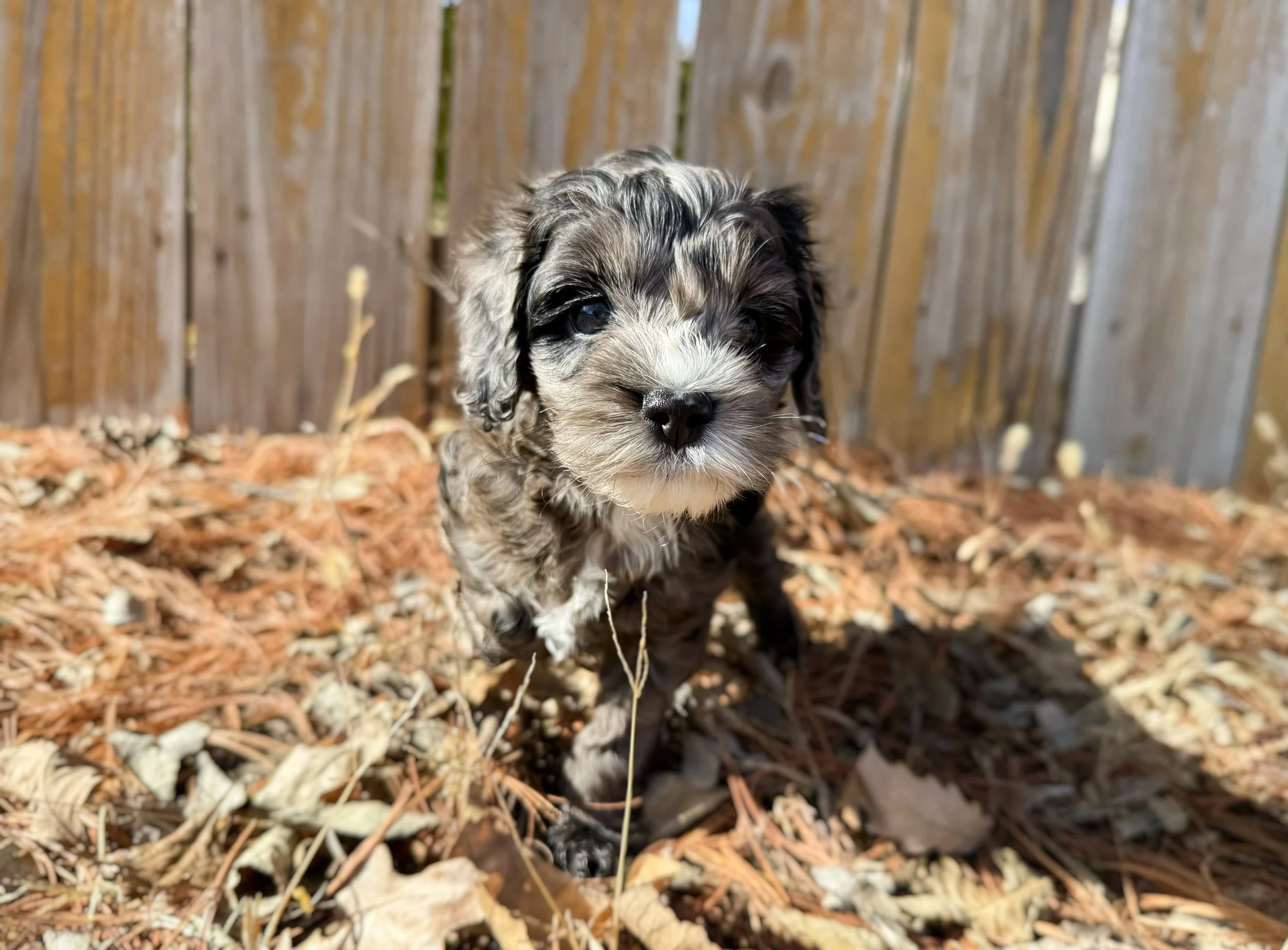 blue merle labradoodle puppy