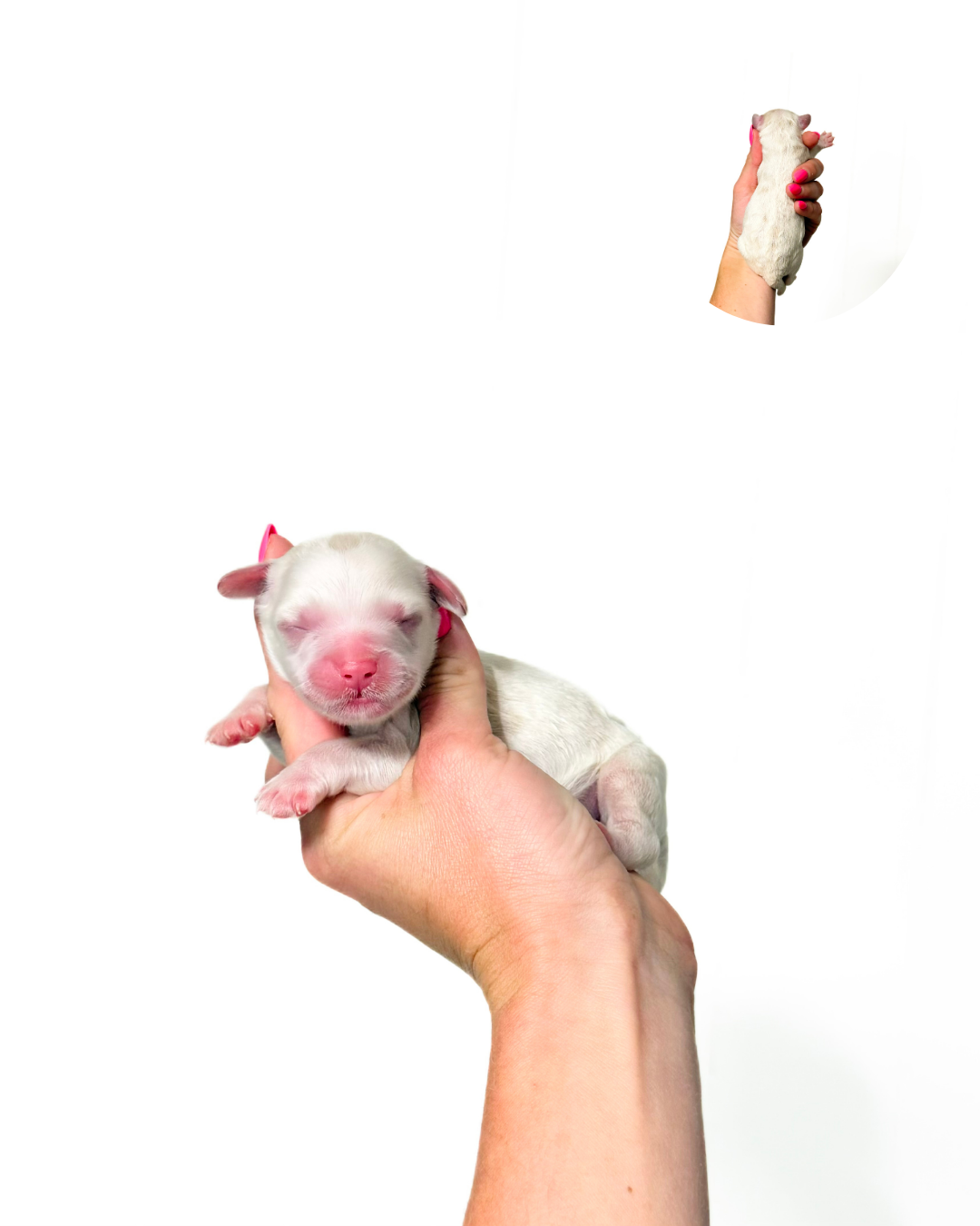 parti australian labradoodle for adoption