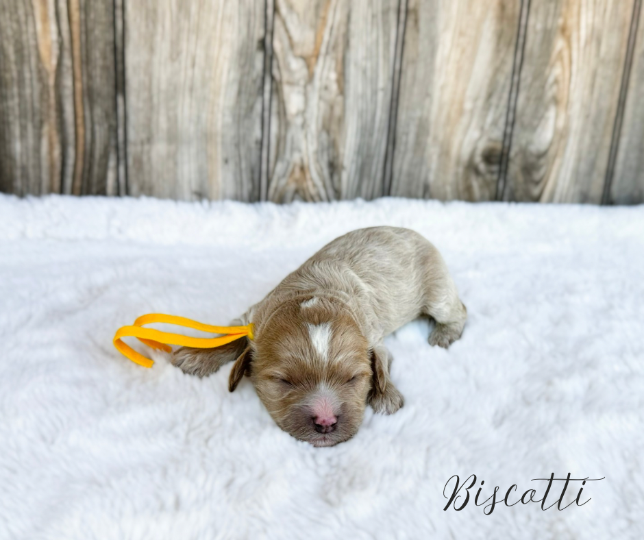 toy cavapoo puppies for sale