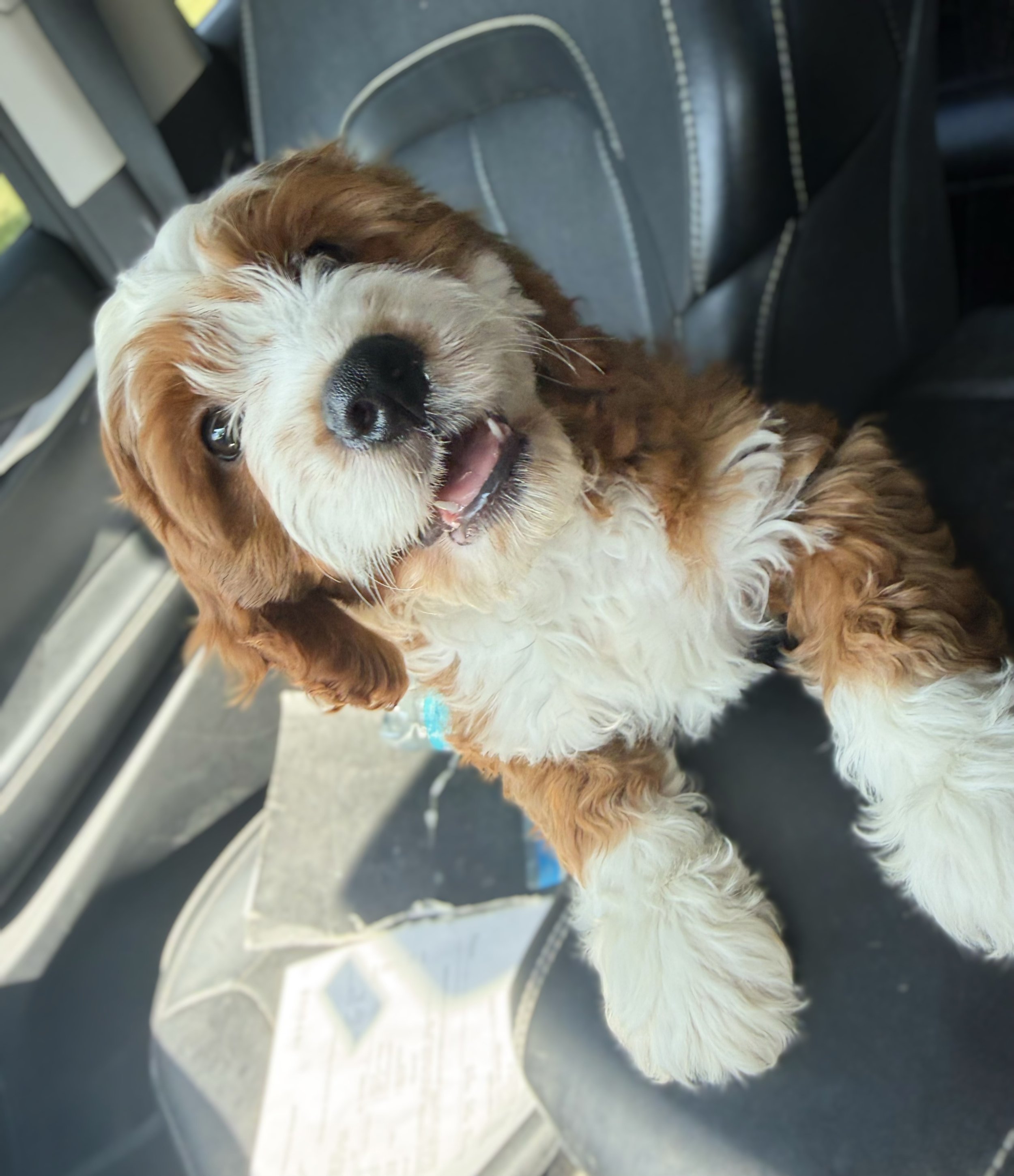 red tuxedo cavapoo