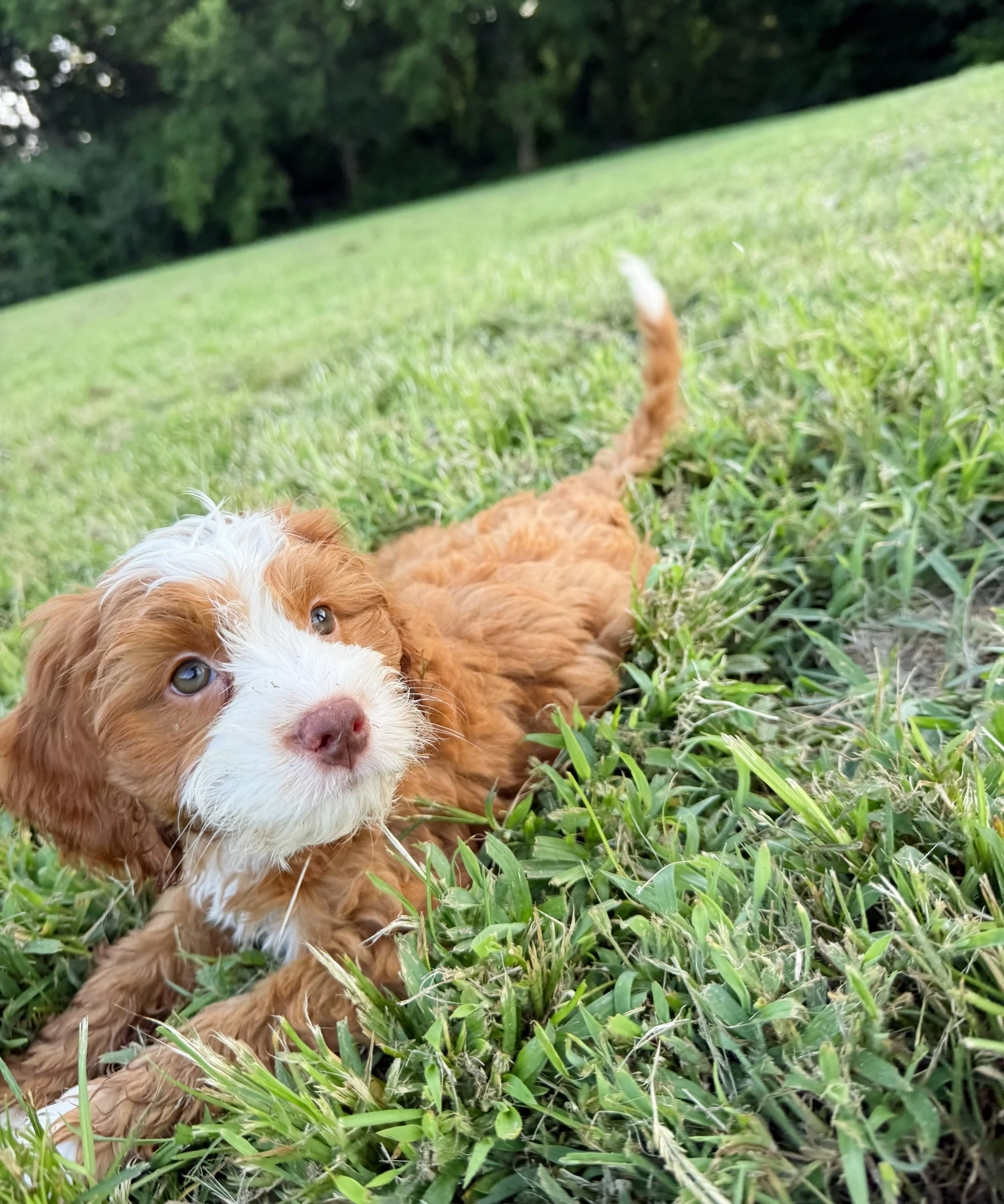 how much do cavoodles cost