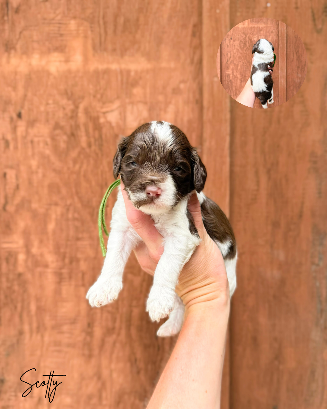 CHOCOLATE PARTI LABRADOODLE
