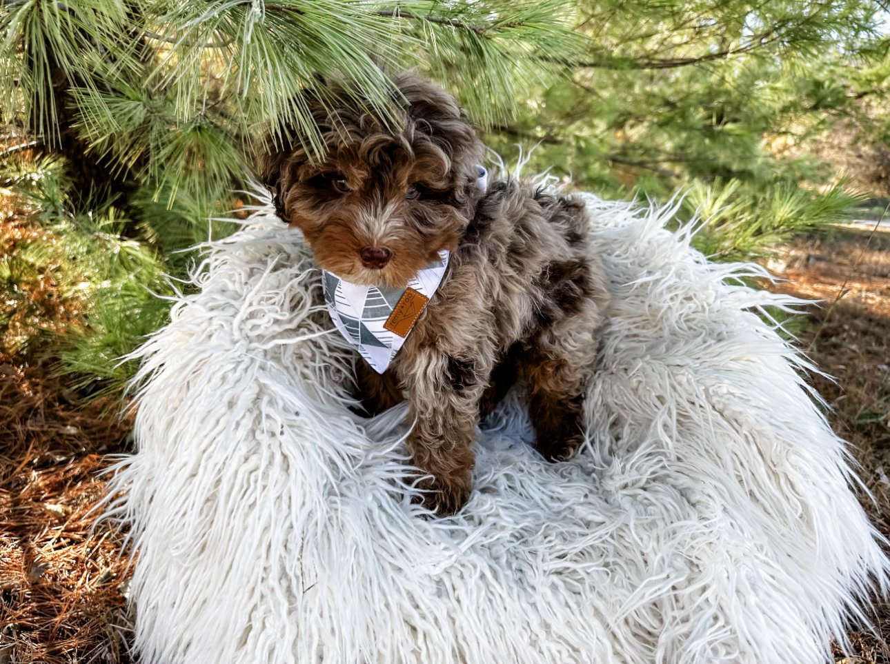 chocolate merle australian mountain doodle