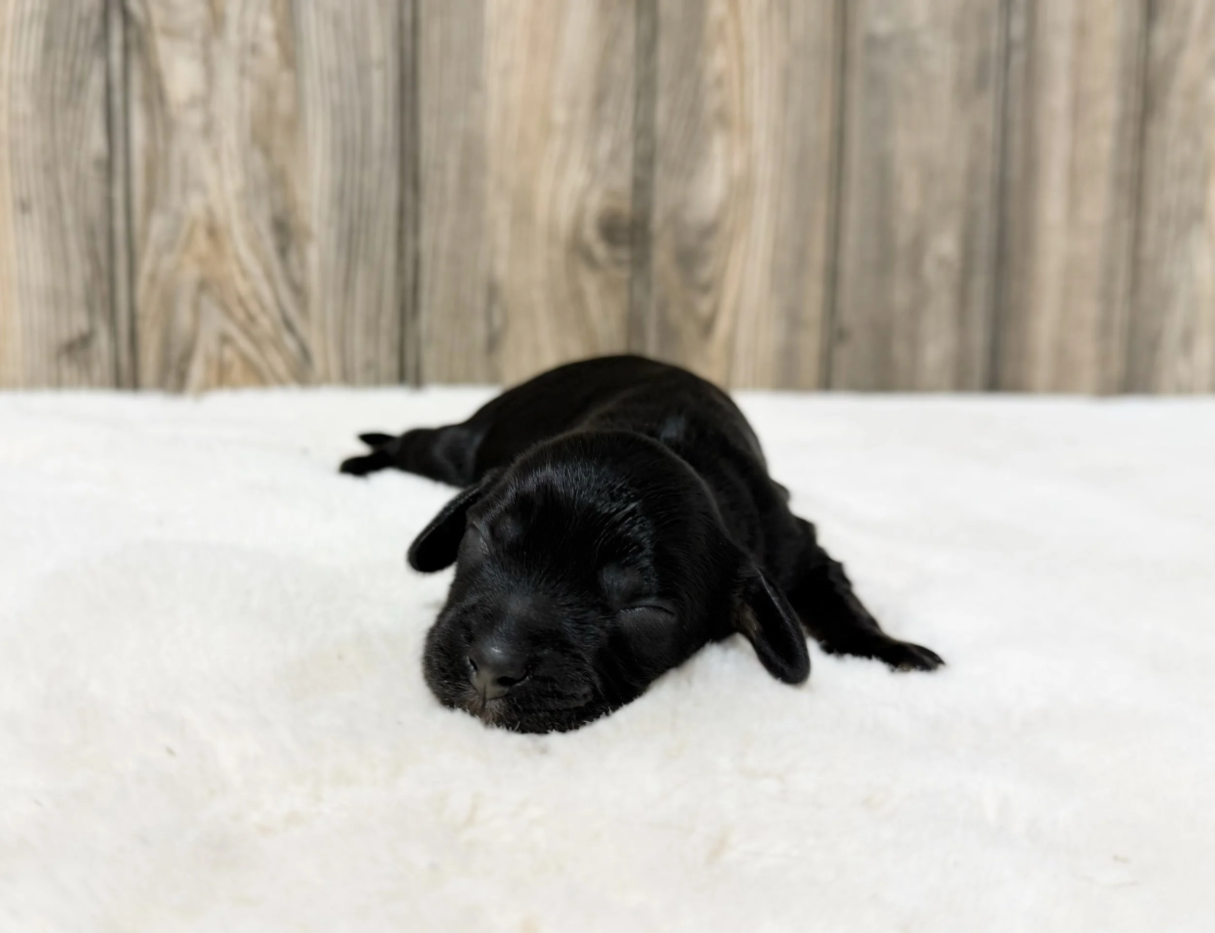 phantom cockapoo puppy