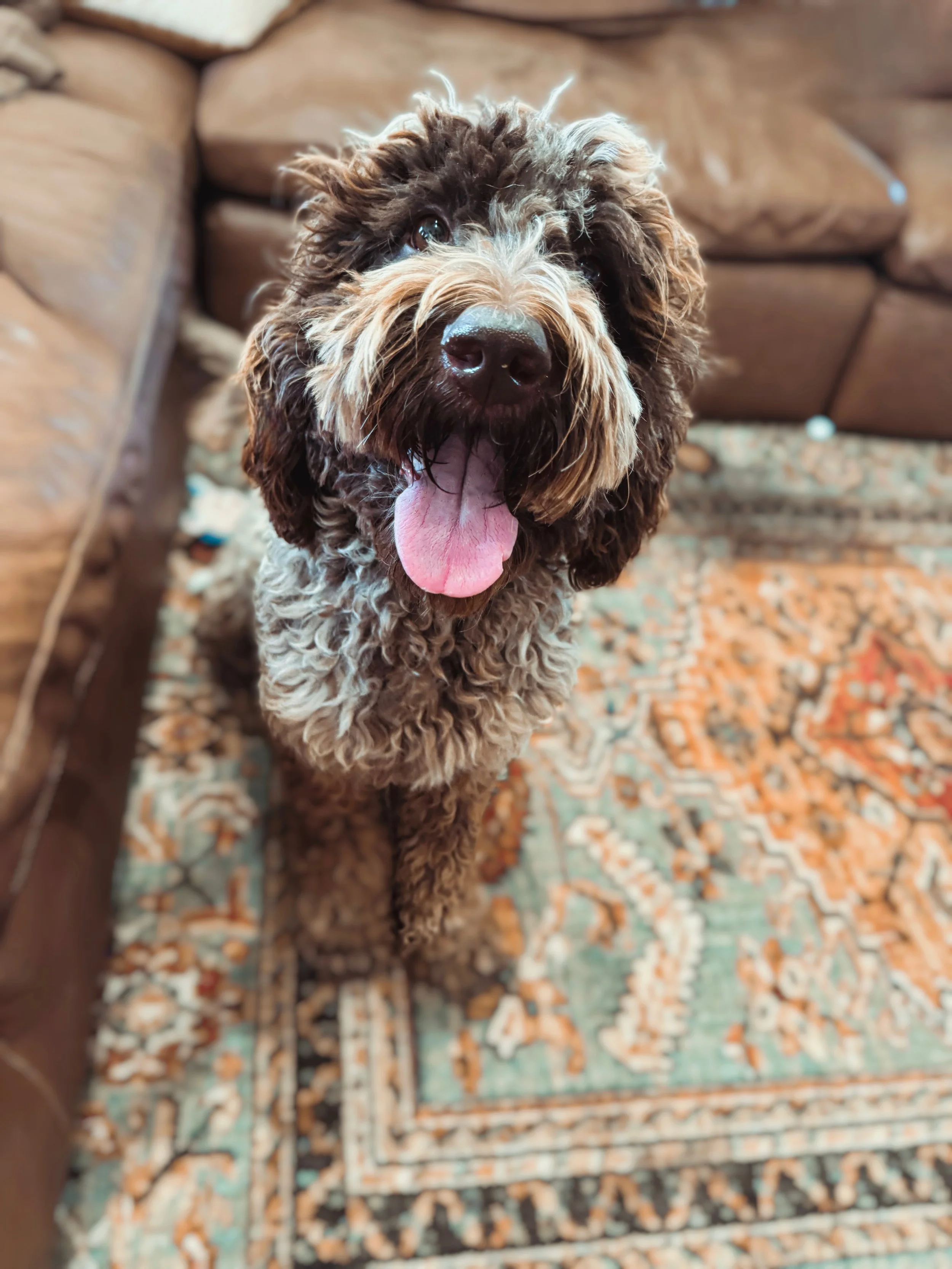 chocolate roan labradoodle stud near me